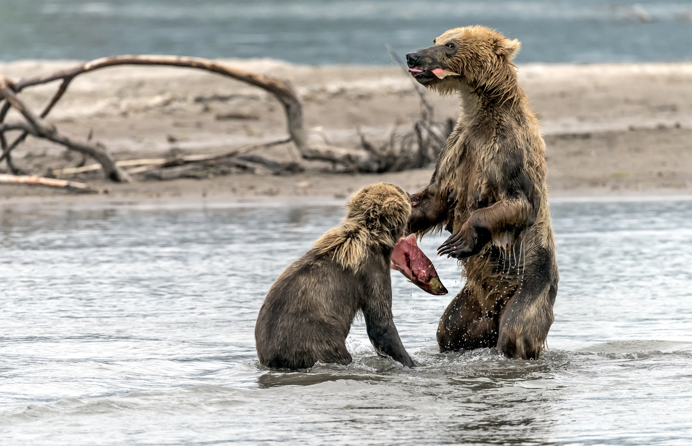 Kamchatka 2016 - La coda a me ... il resto a te