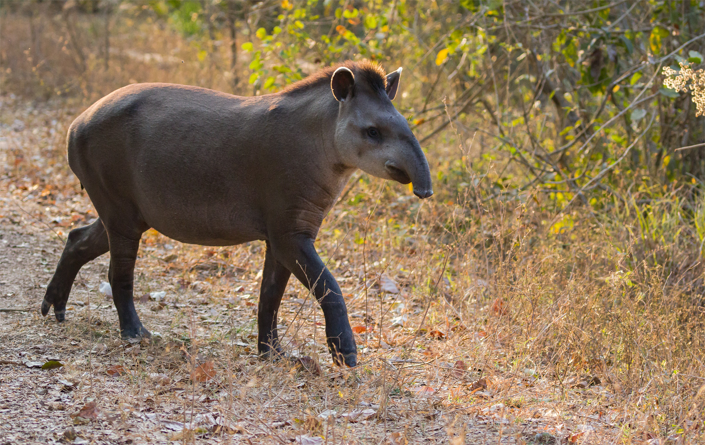 Brazilian tapir