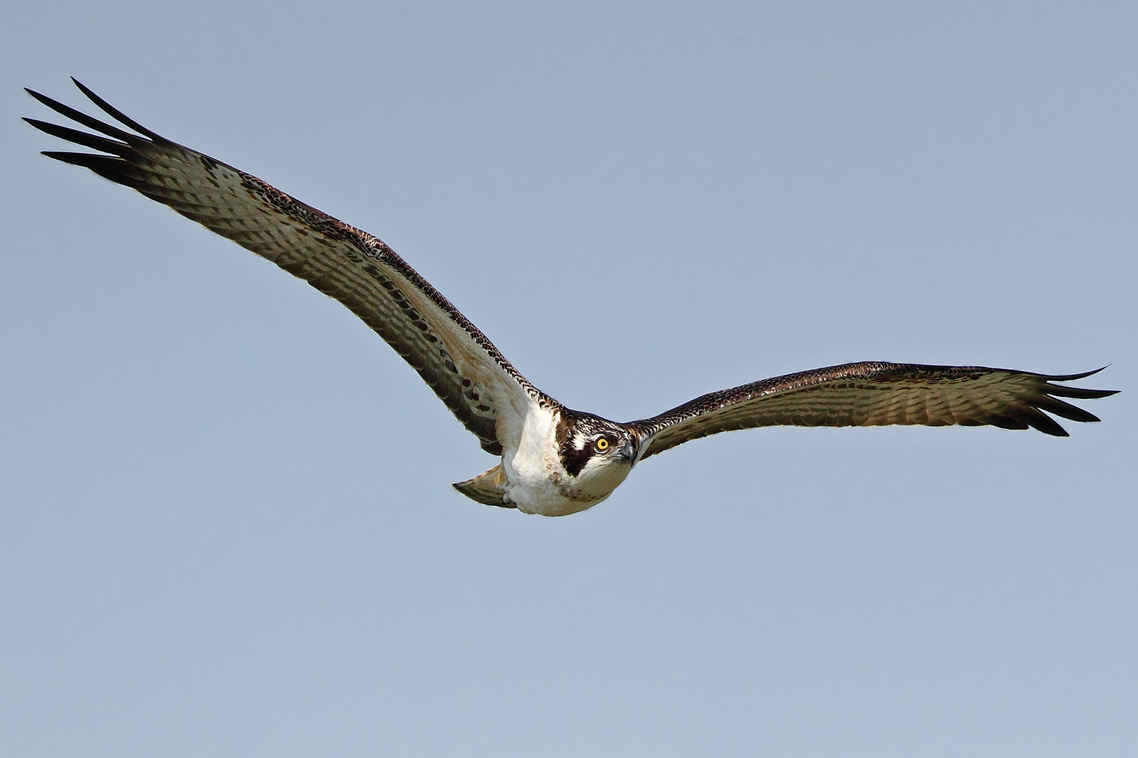 Falco pescatore a Torrile