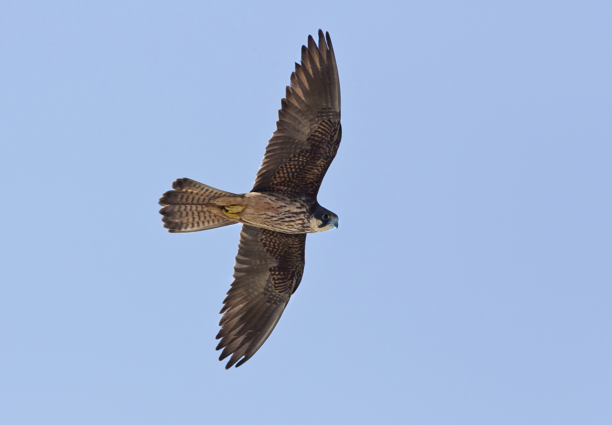 falco della regina ..600 a mano libera!!!