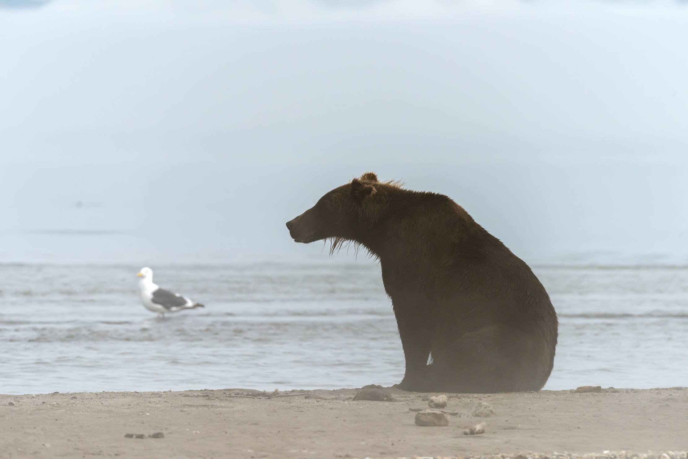 Kamchatka 2016 - Profile in the fog