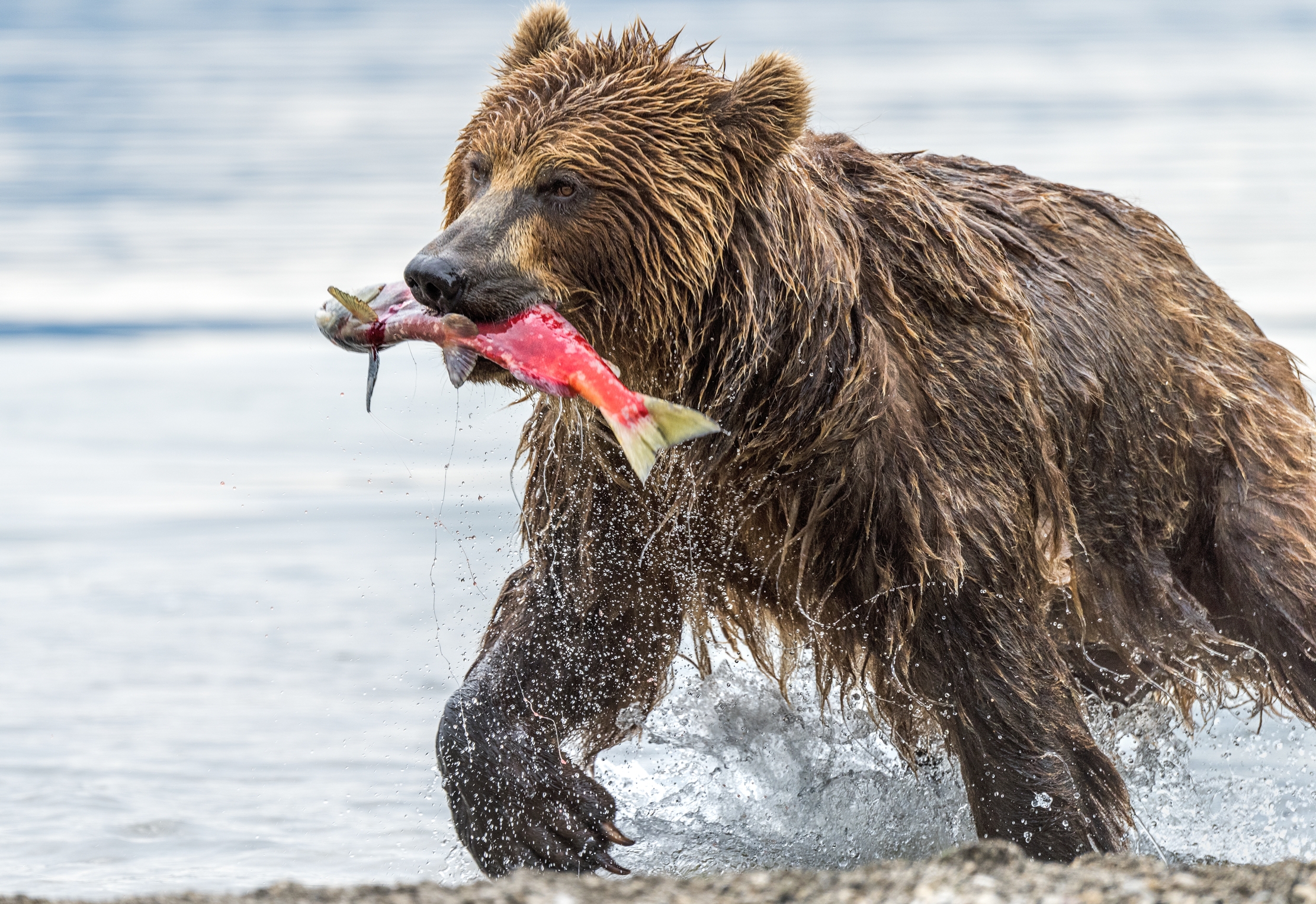 Kamchatka 2016 - La pesca