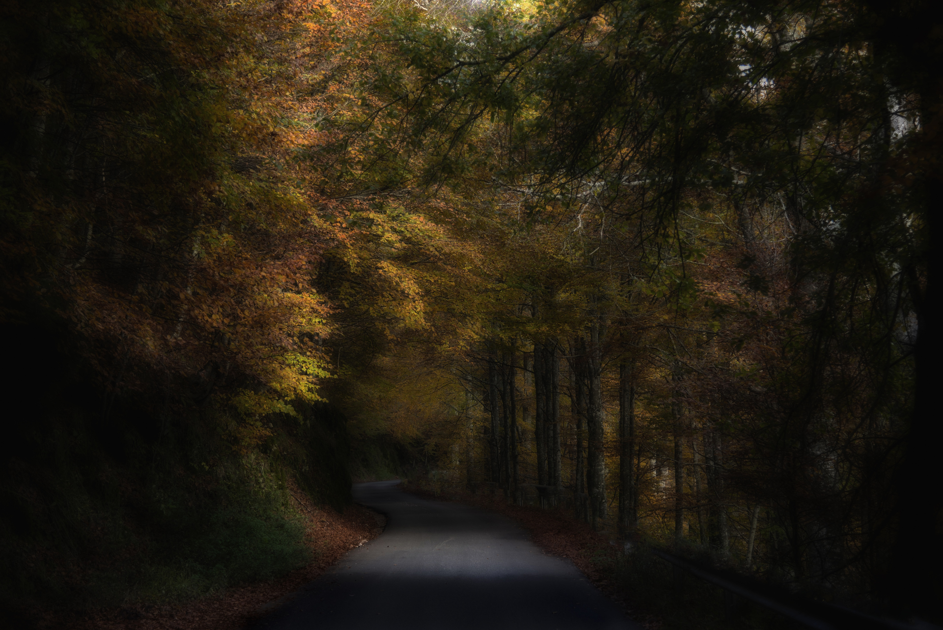 autumn on the ground cansiglio