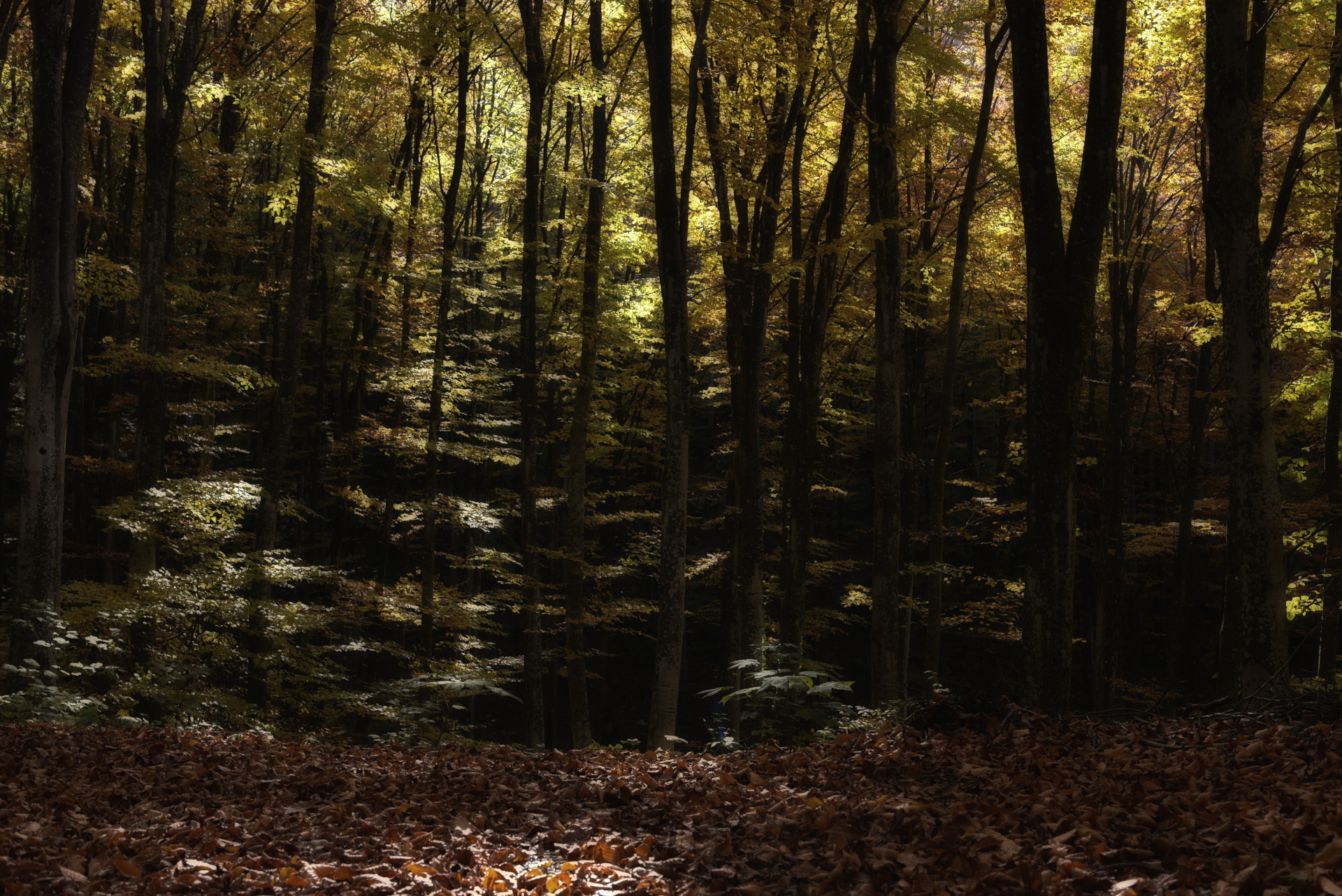 autunno sul cansiglio 2