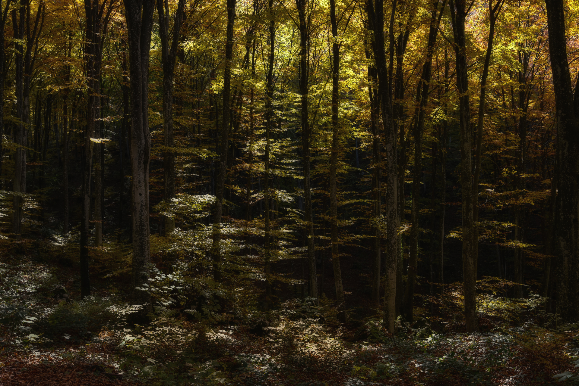 autumn on cansiglio 3