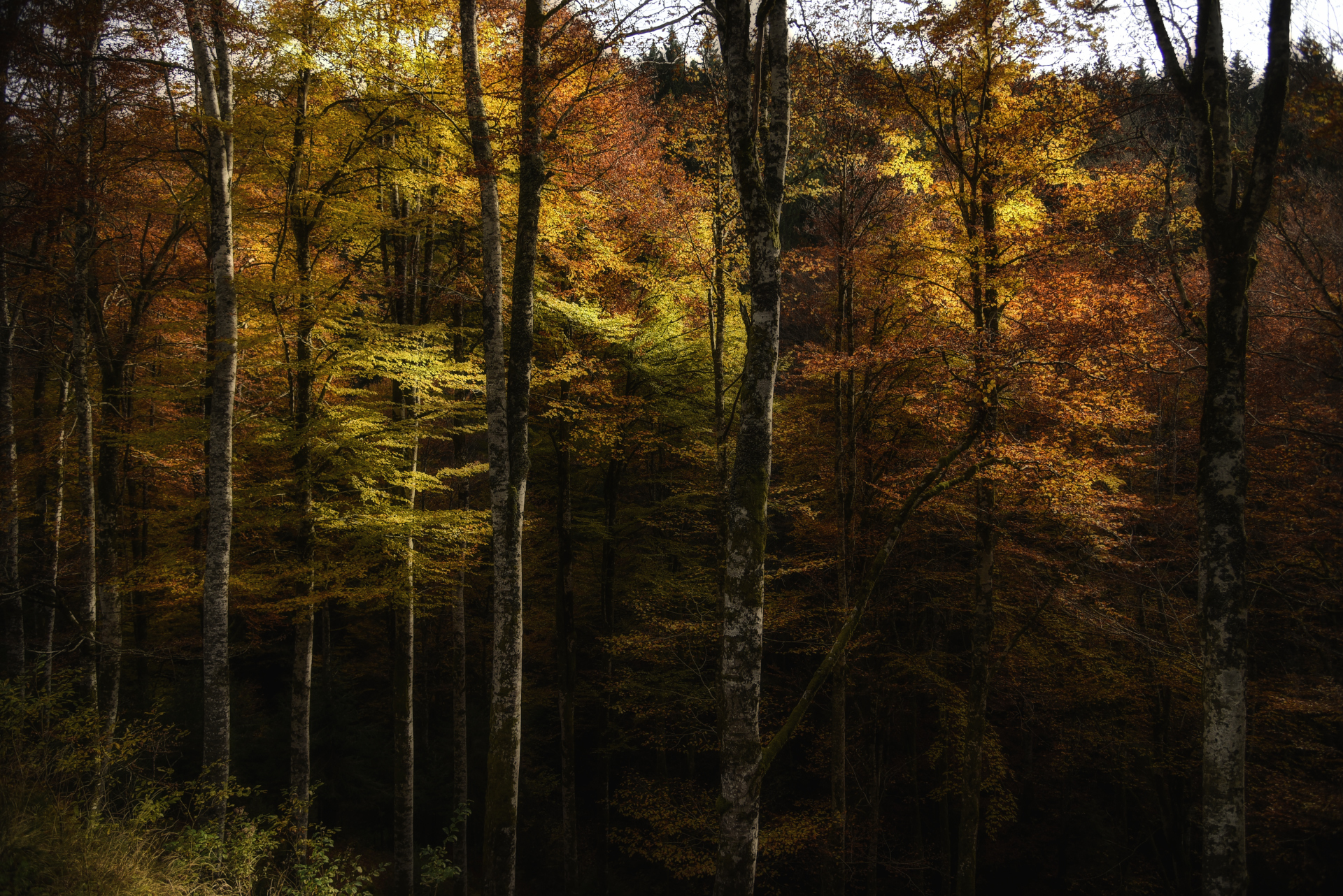 autunno sul cansiglio 4