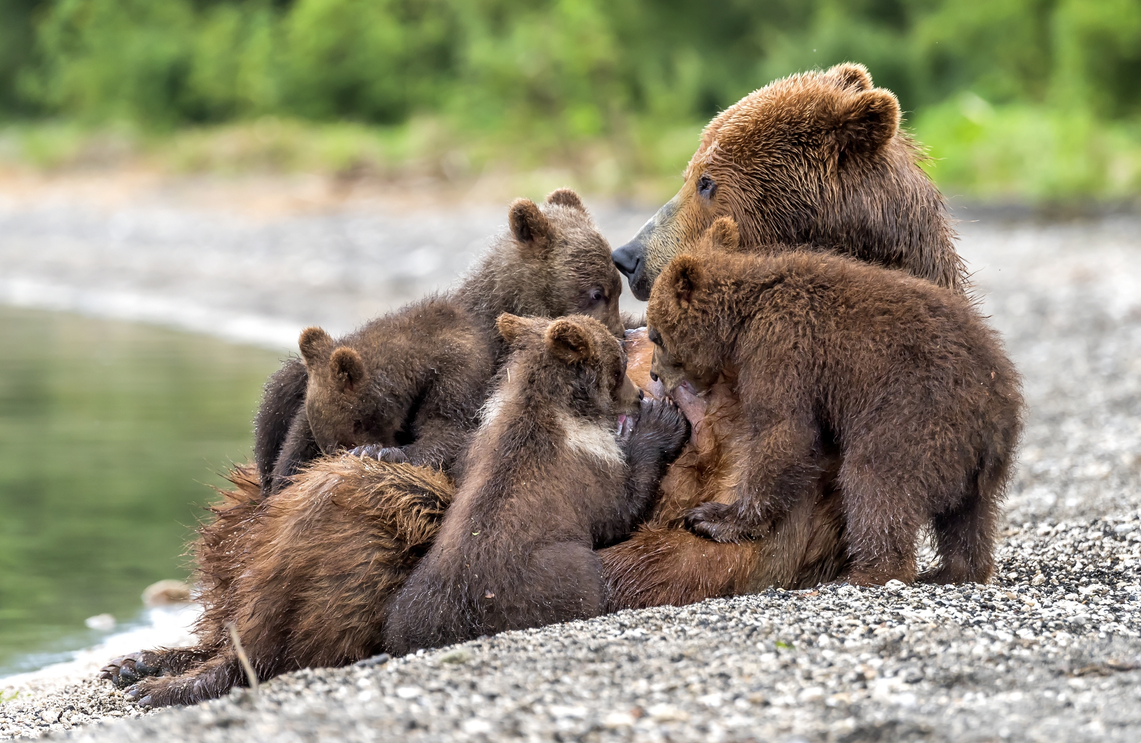 Kamchatka 2016 - Allattamento