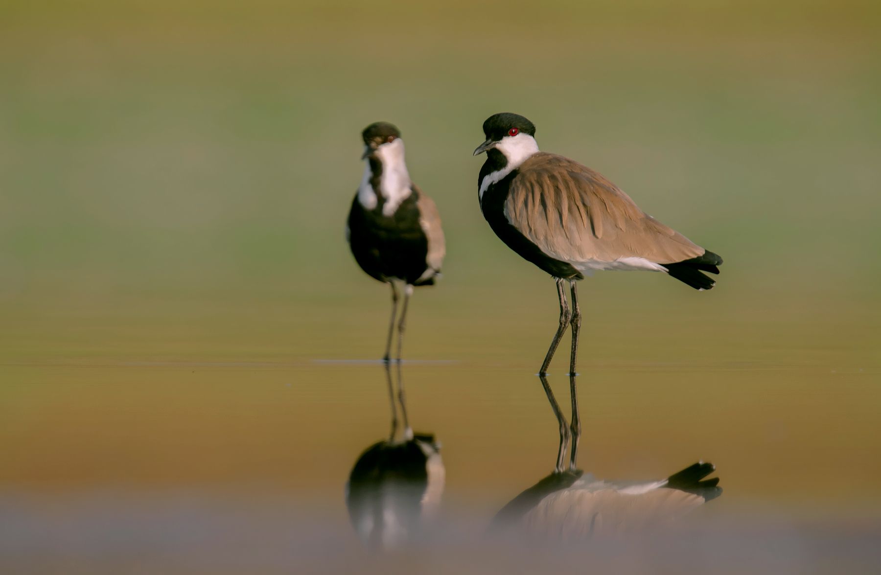 spur-winged lapwing