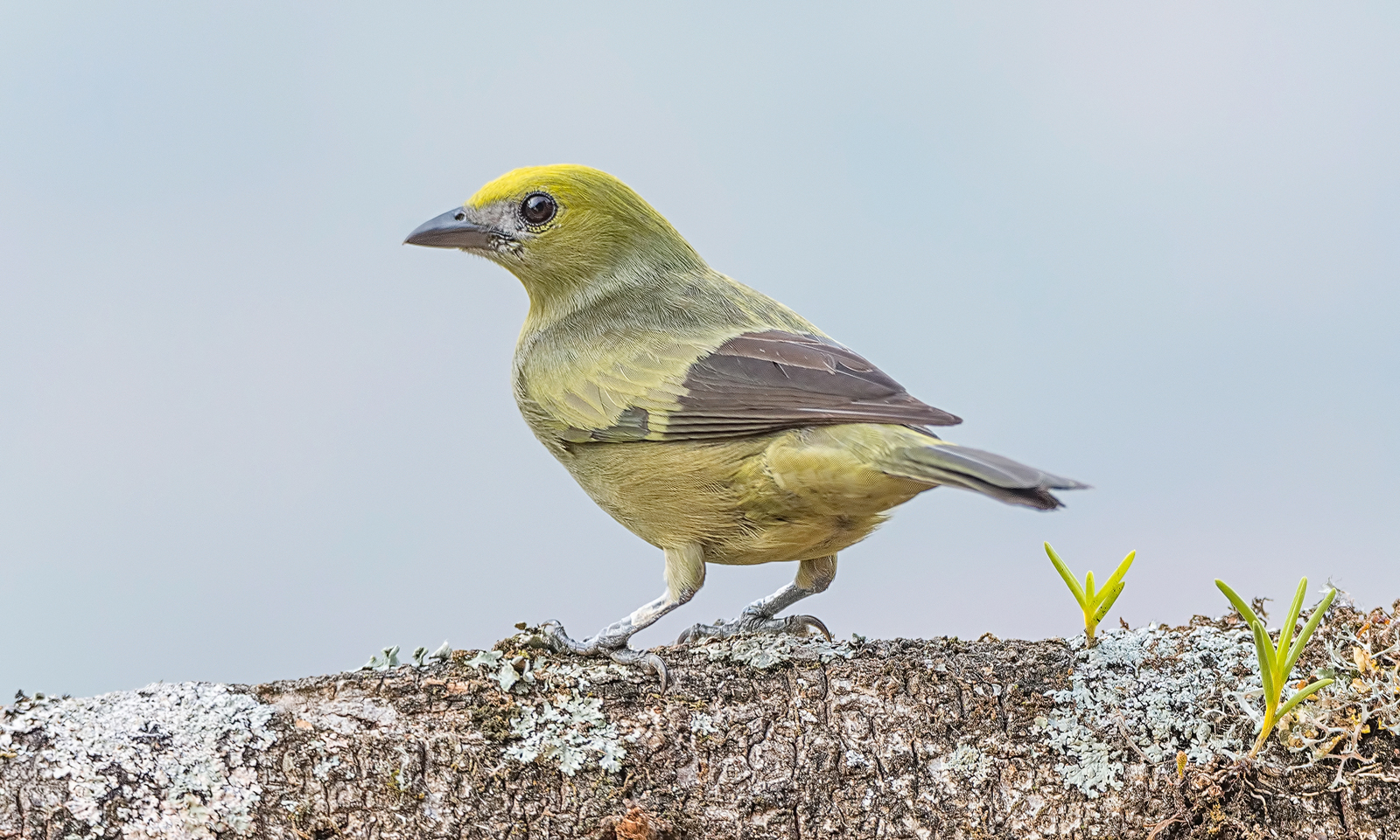 Azulejo of side (Thraupis palmaurum)