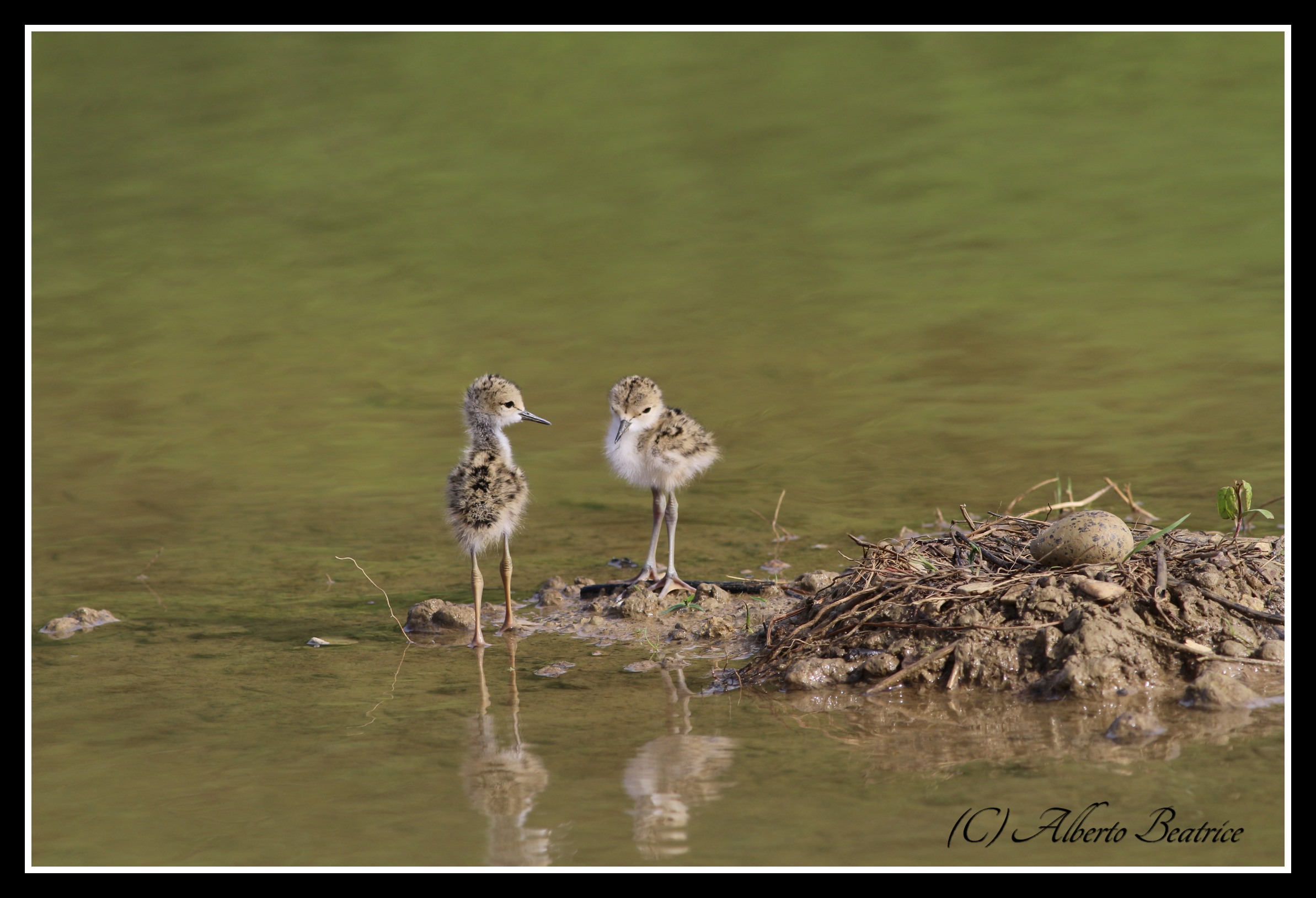 piccoli cavalieri d'Italia