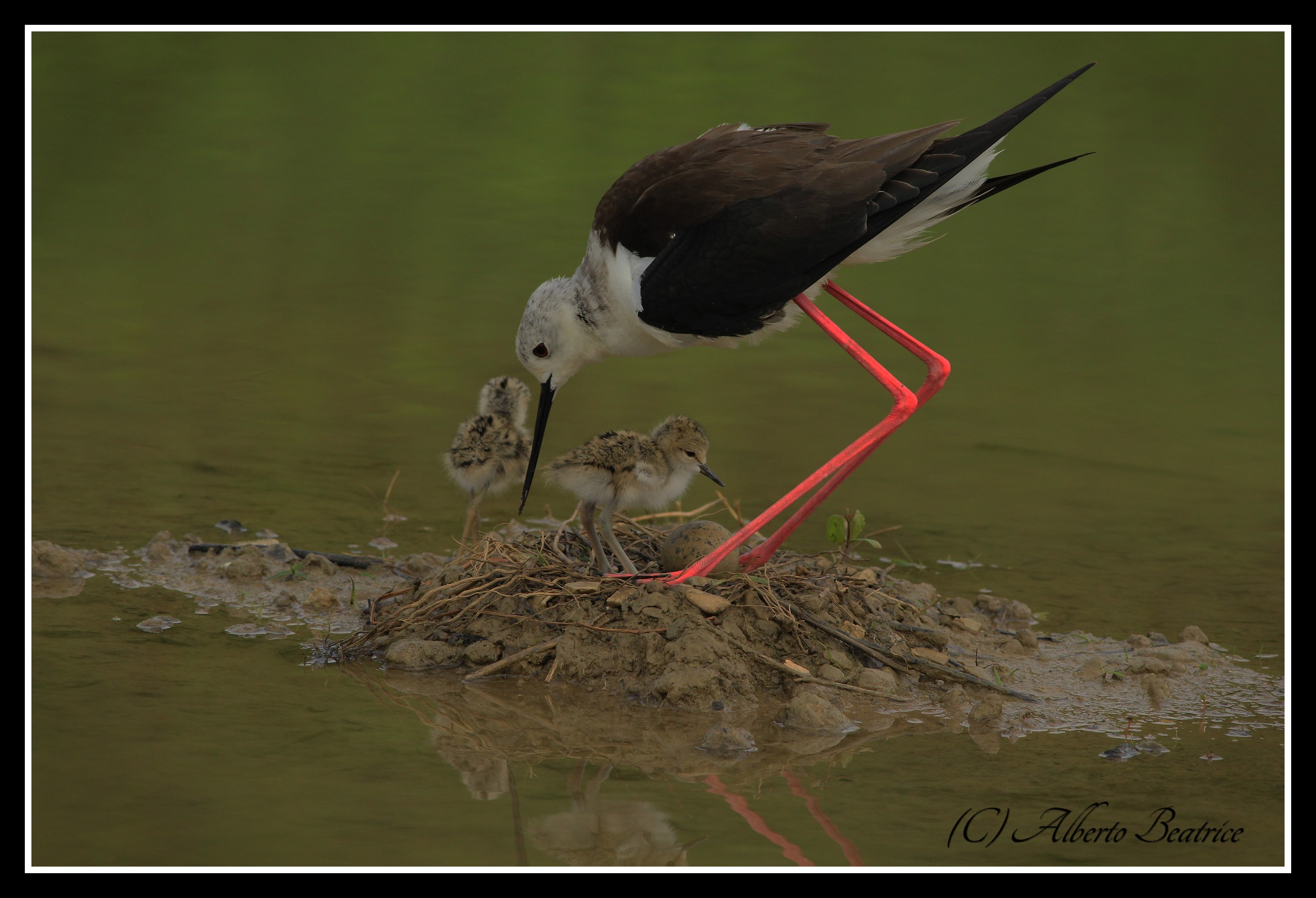 Cavalieri d'Italia Mamma con piccoli