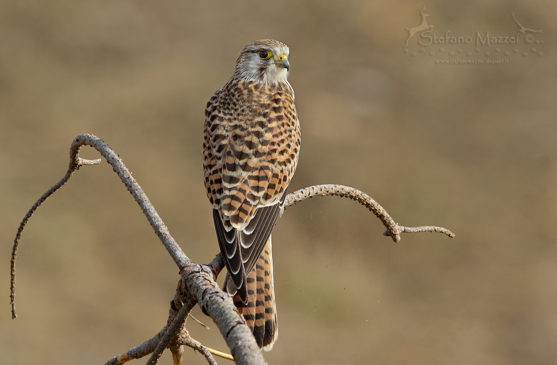 the Kestrel