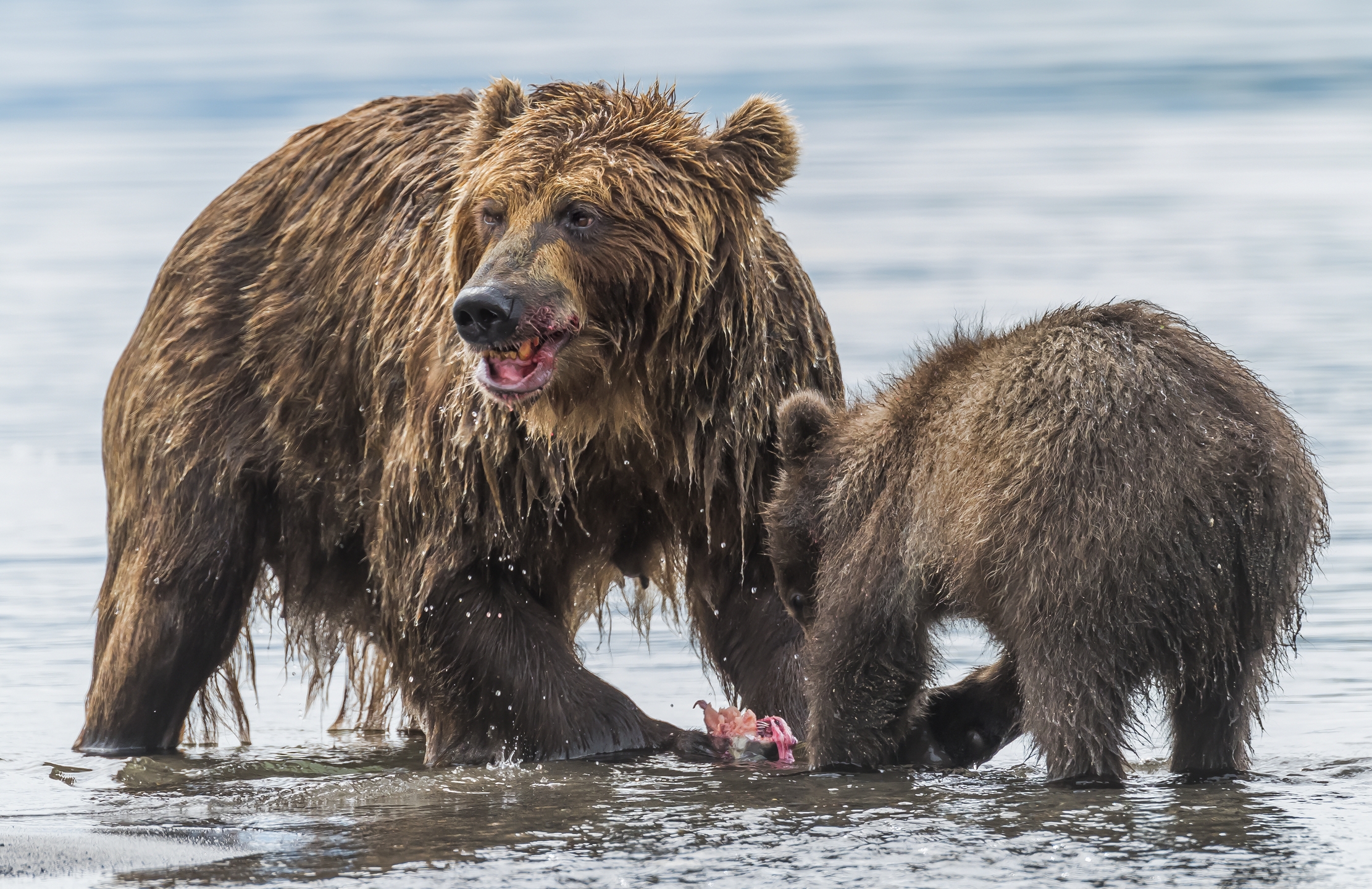 Kamchatka 2016 - Un pò per te e me