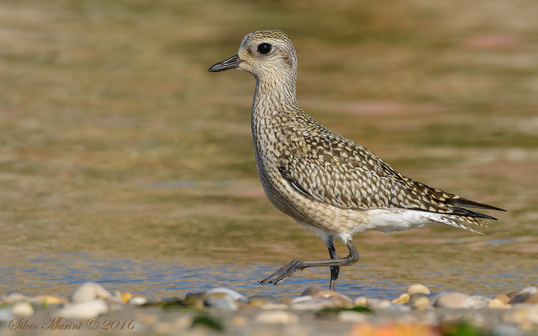 Pivieressa ( Pluvialis squatarola)