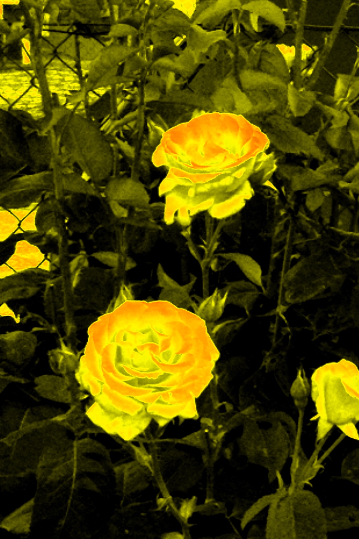 playing with colors II.