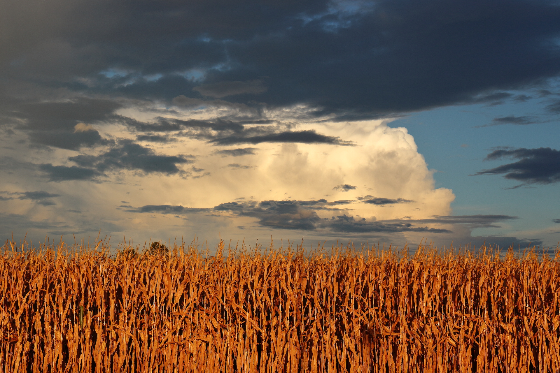 Sunset over wheat fields