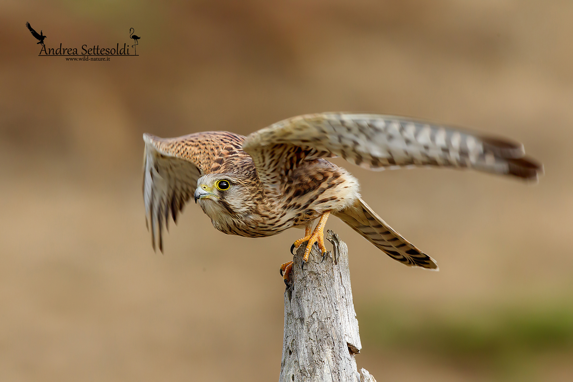 Kestrels hunting