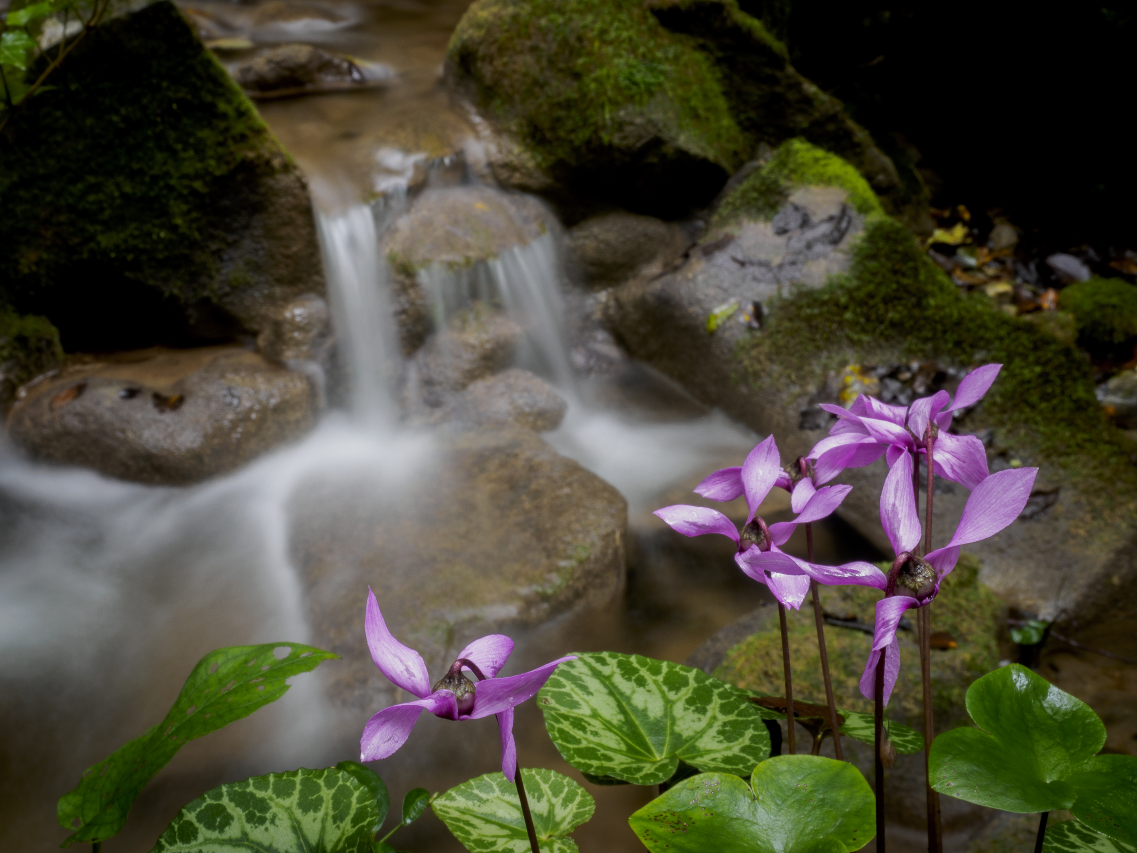 first cyclamens