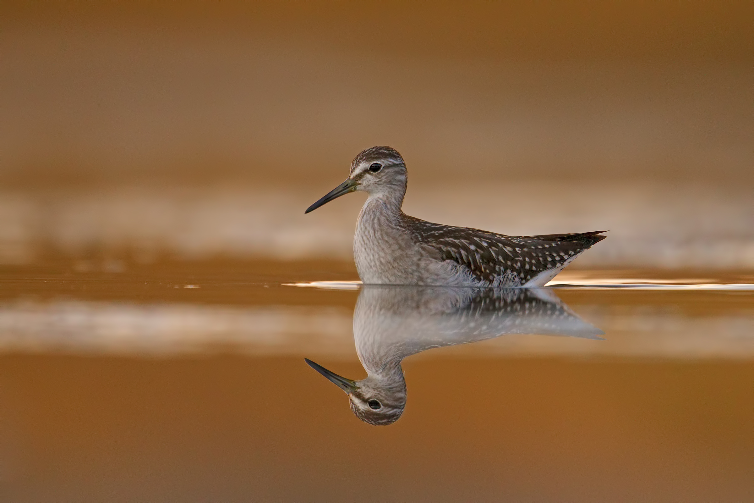 Wood Sandpiper