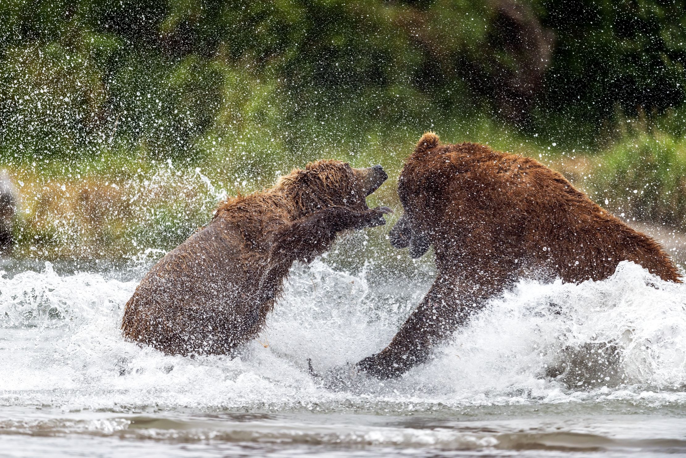 Kamchatka 2016 - Scontri