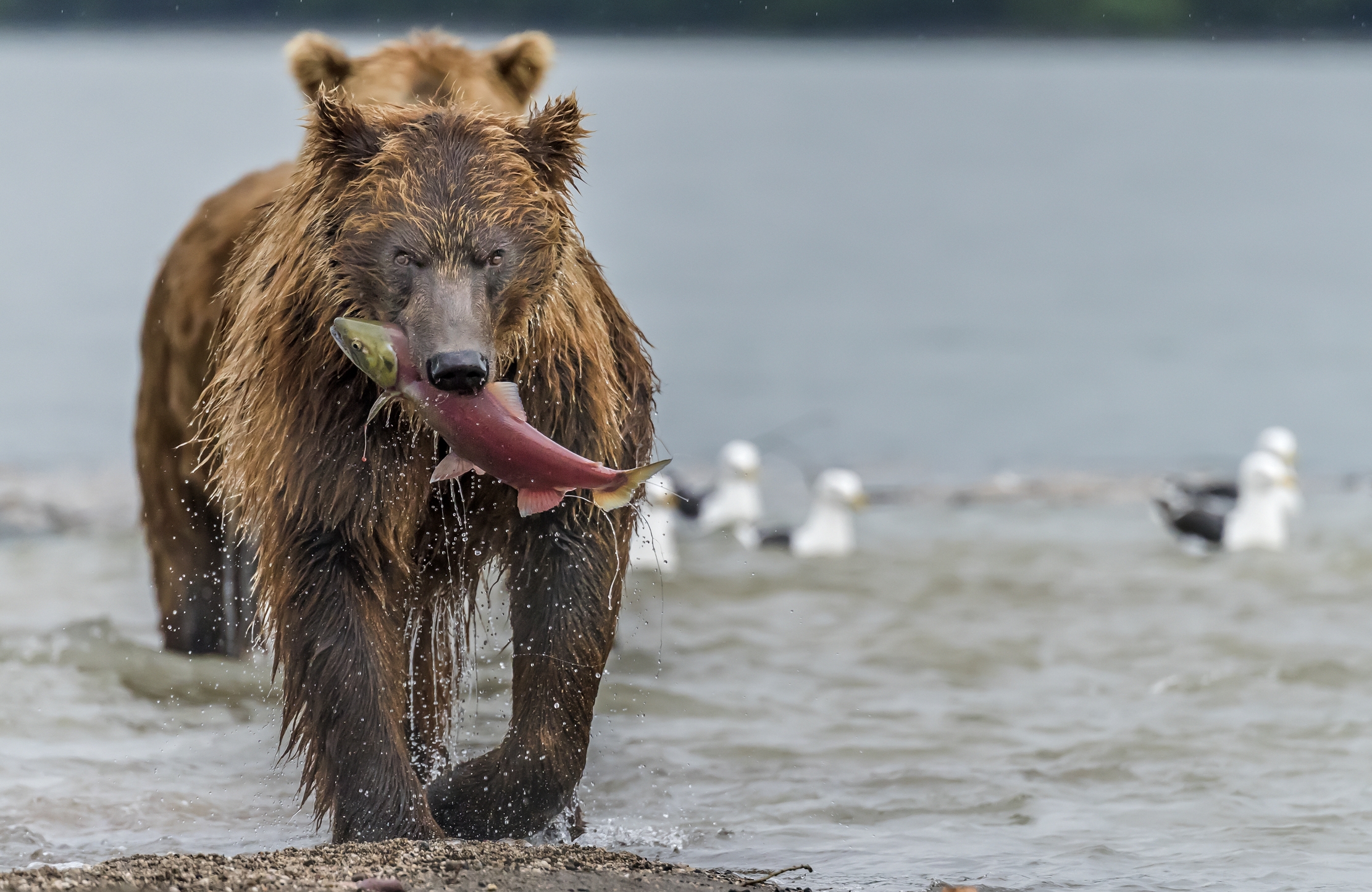 Kamchatka 2016 - Con la merenda