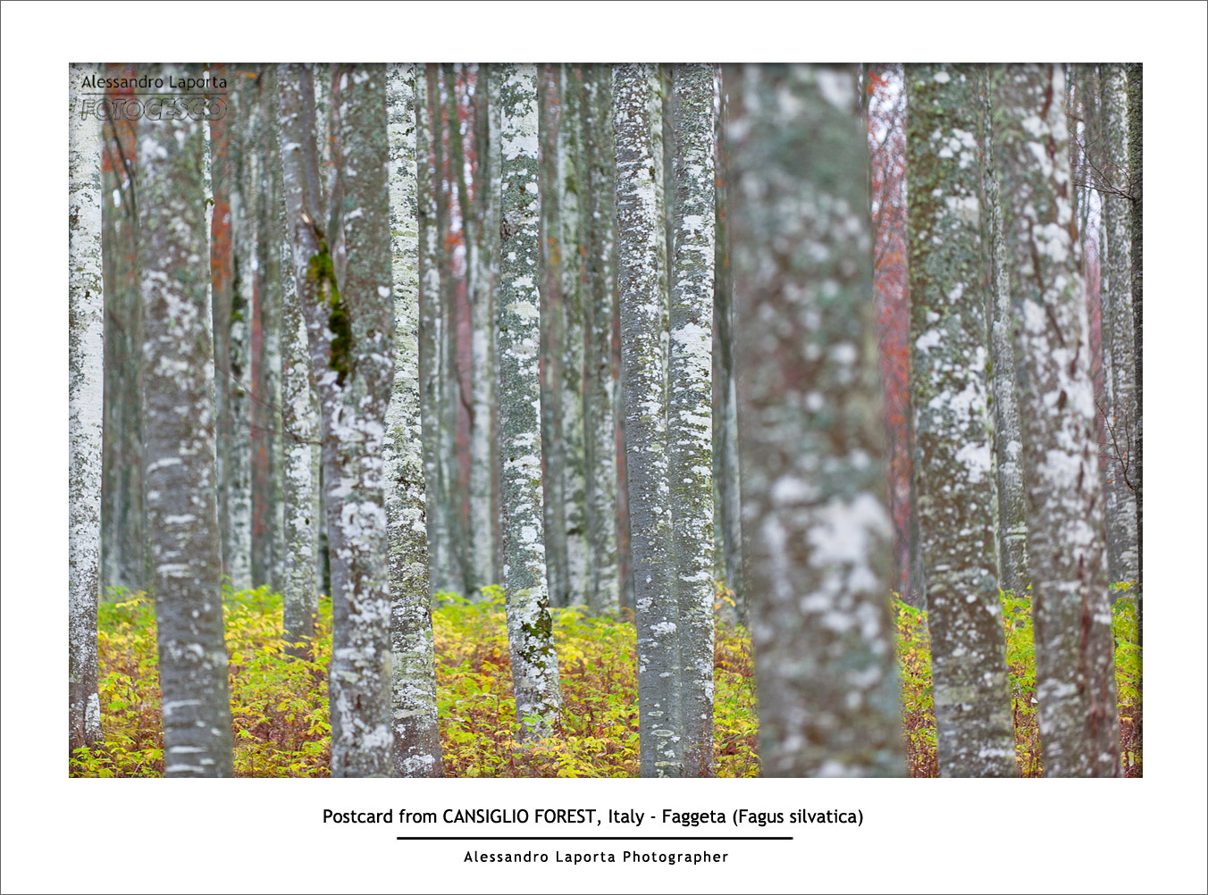 Faggeta - Fagus sylvatica