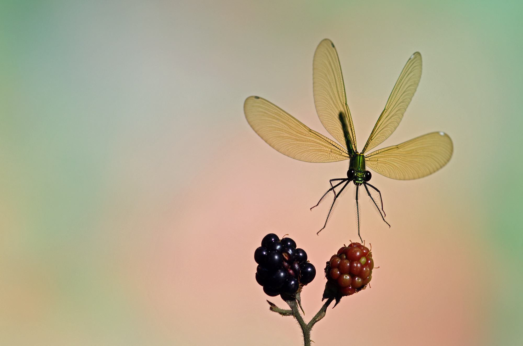 Calopteryx spendens femmina