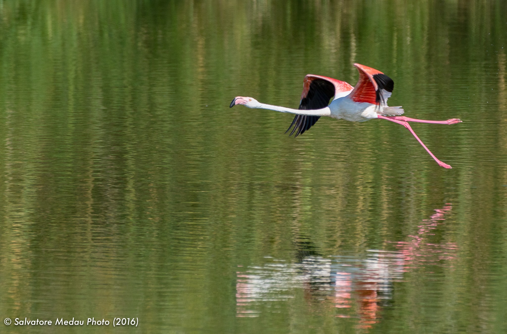 Fenicottero rosa in volo