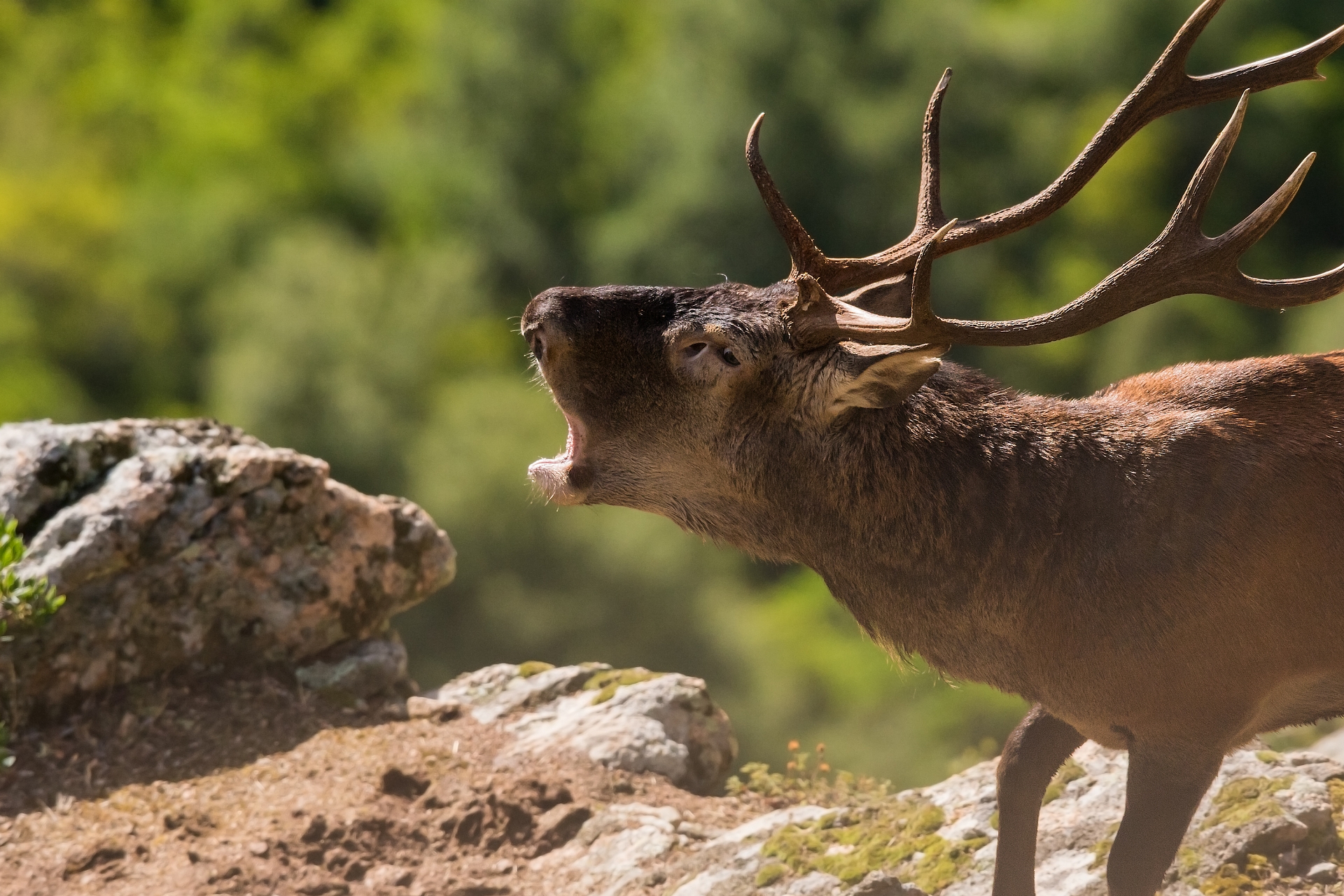 Sardinian deer