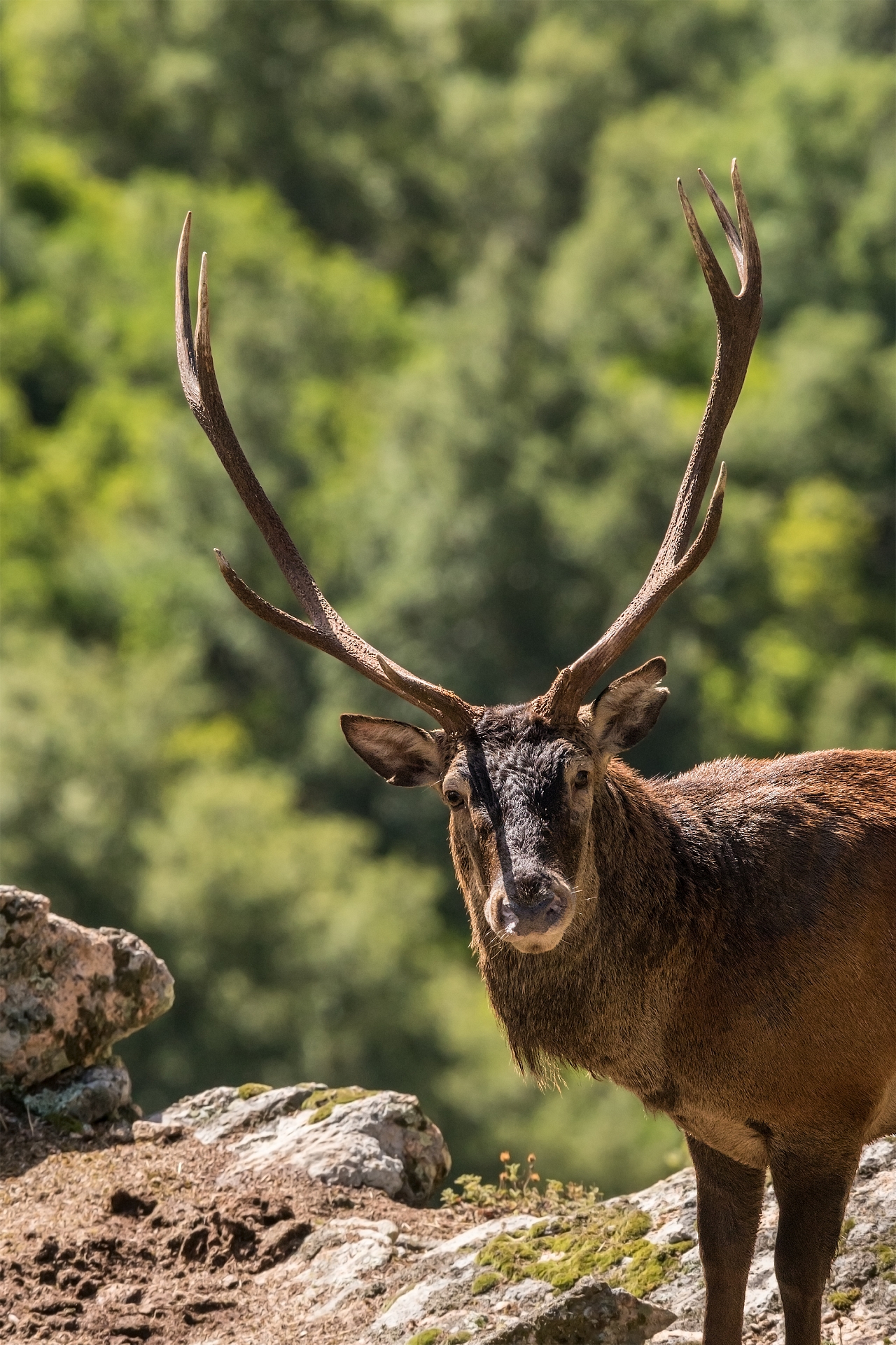 Sardinian deer