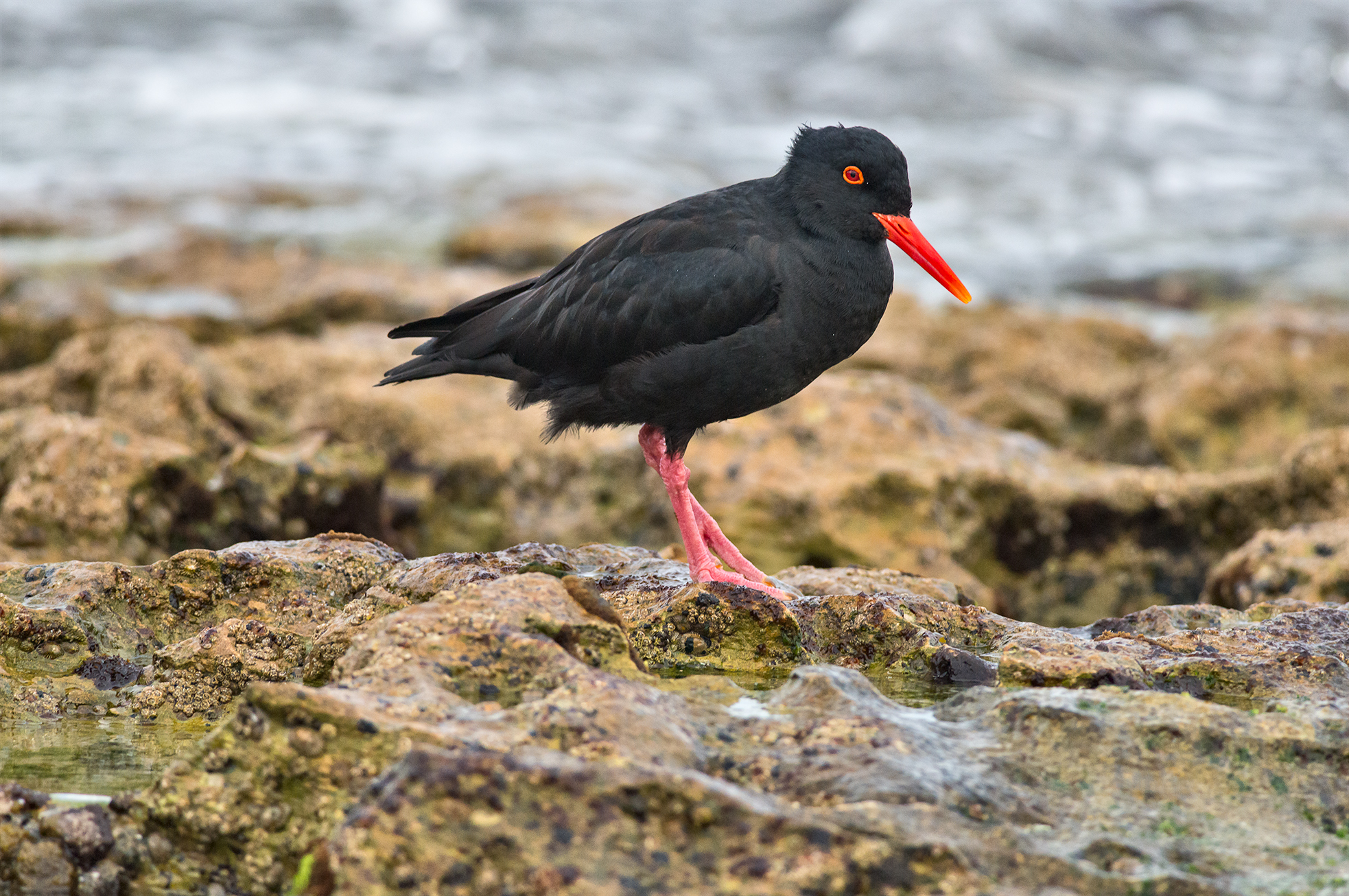 African oystercatcher