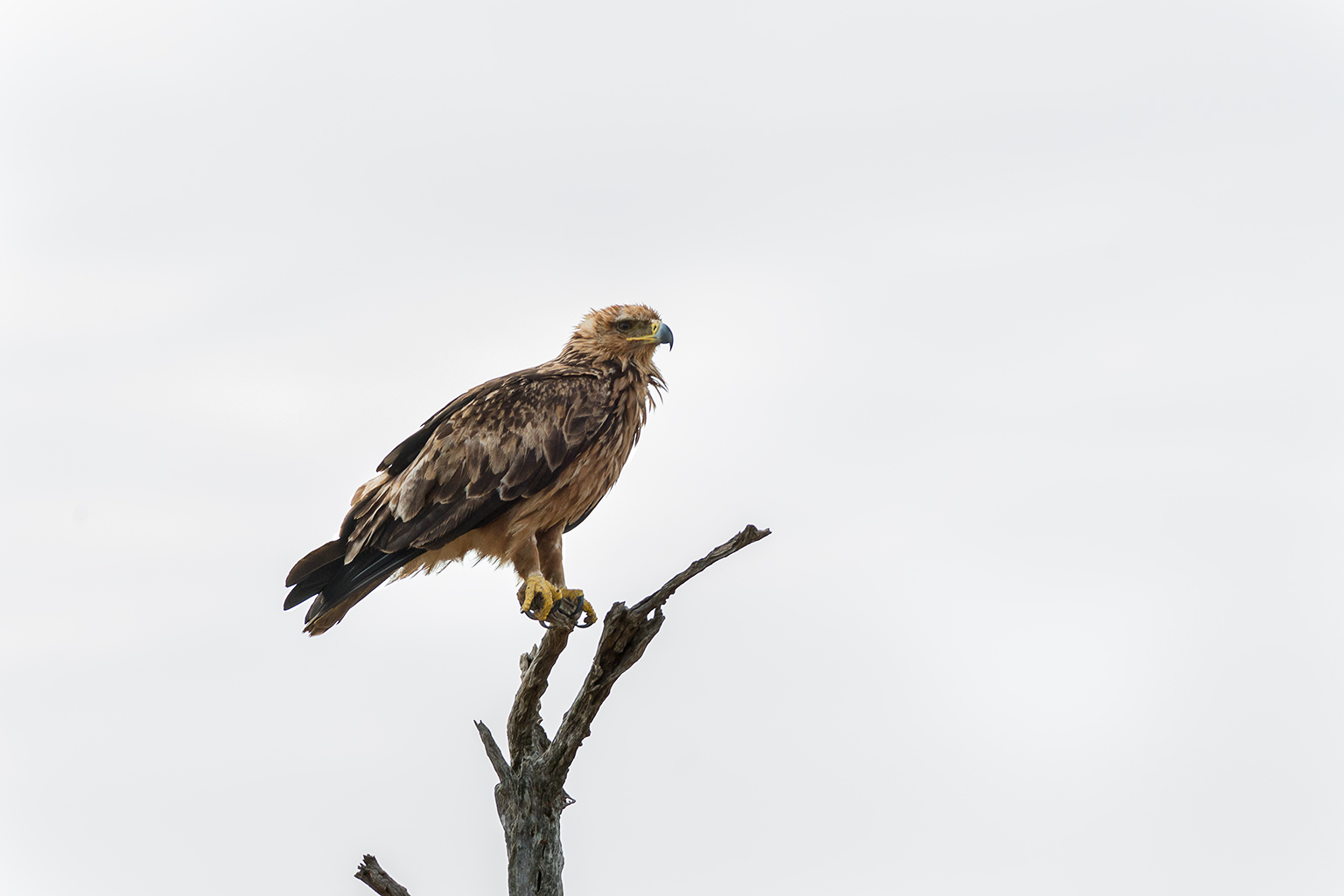 Aquila rapace - Biancone fasciato