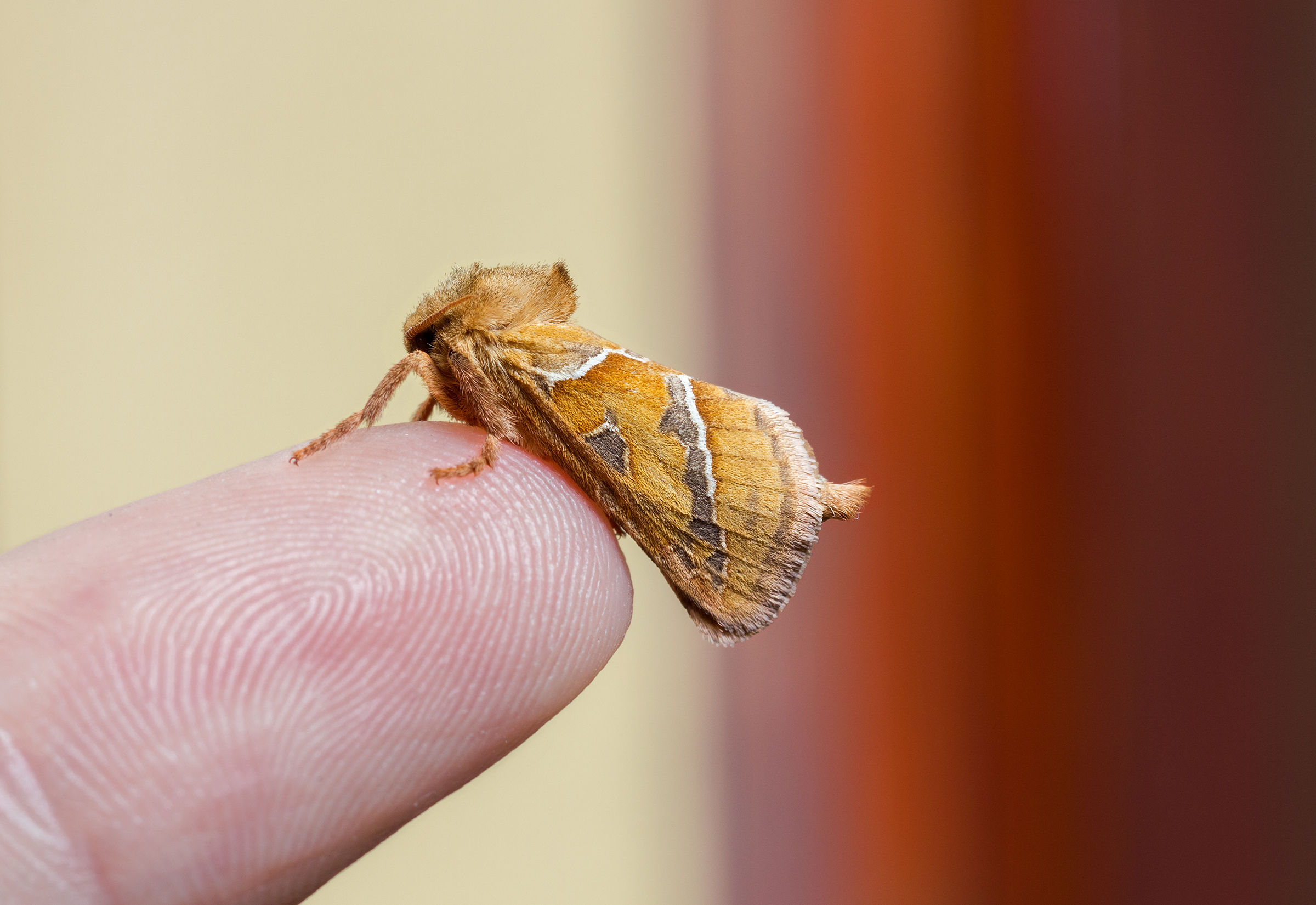 Triodia Sylvina maschio