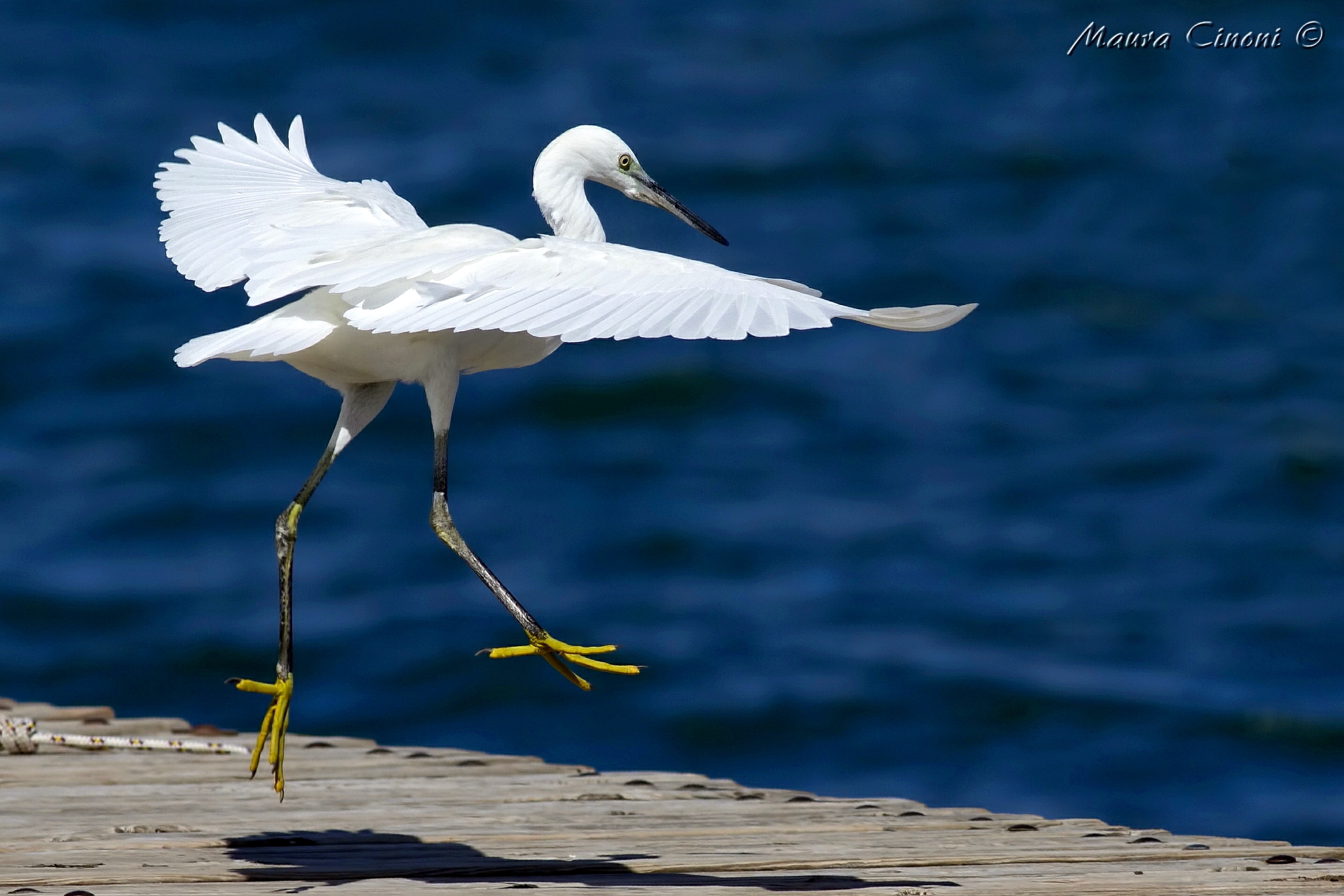 Egret sul Garda