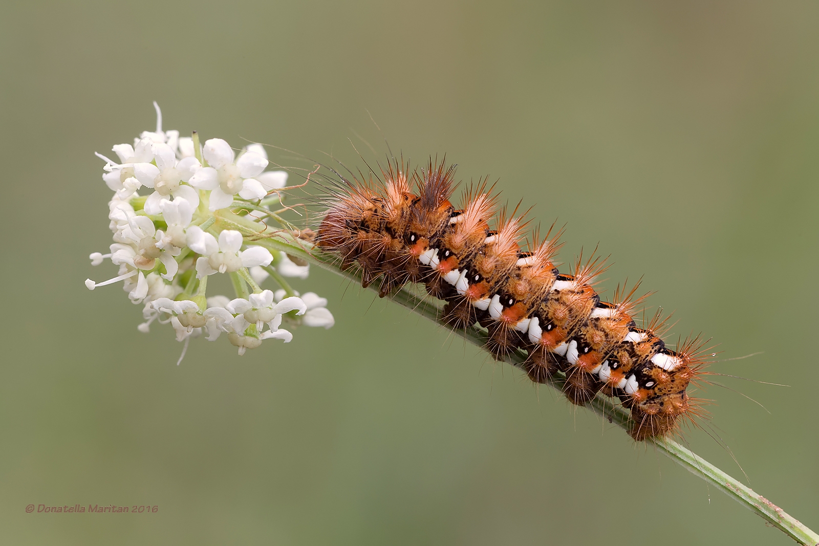 Bruco Acronicta Rumicis