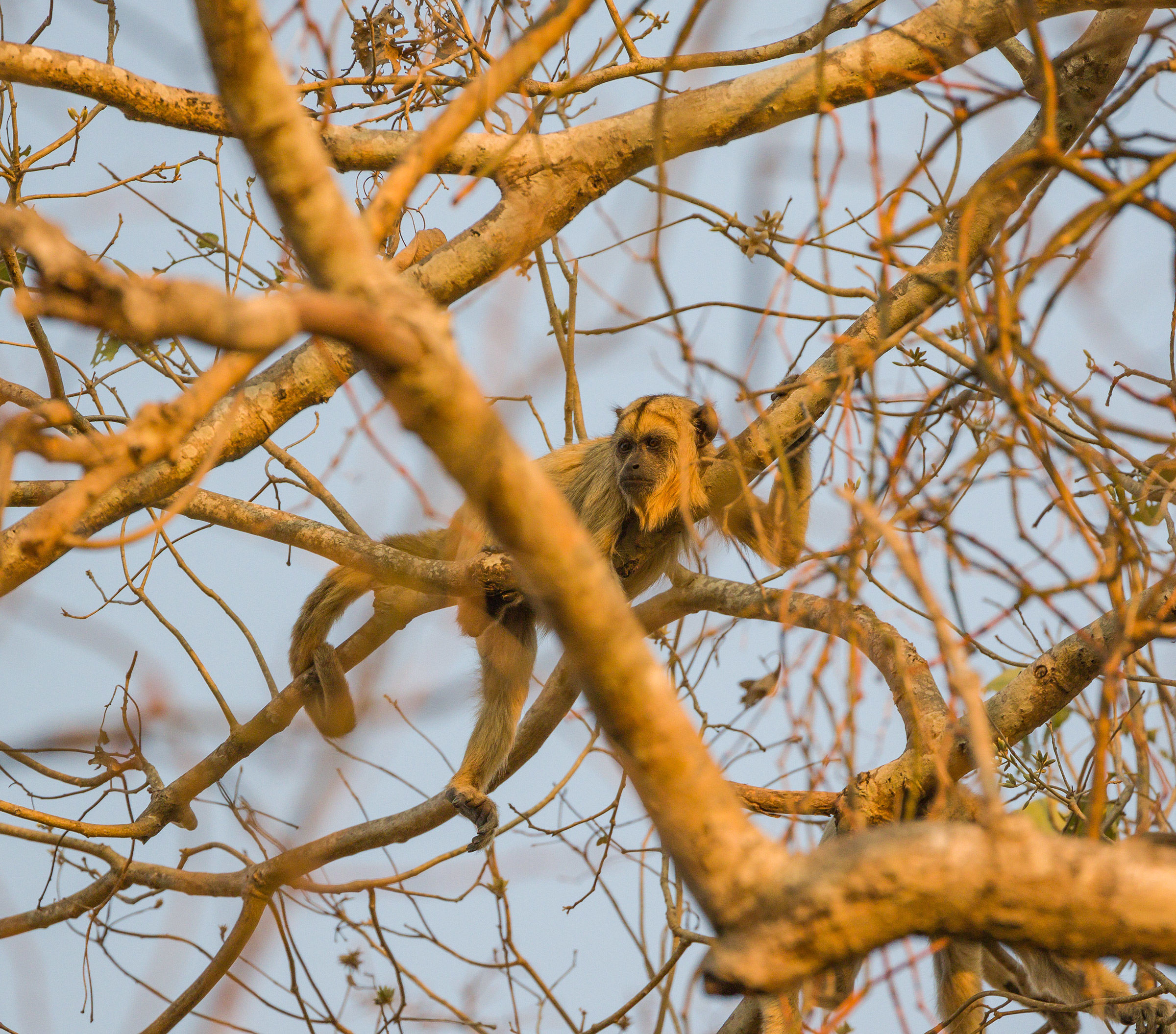 Howler monkey