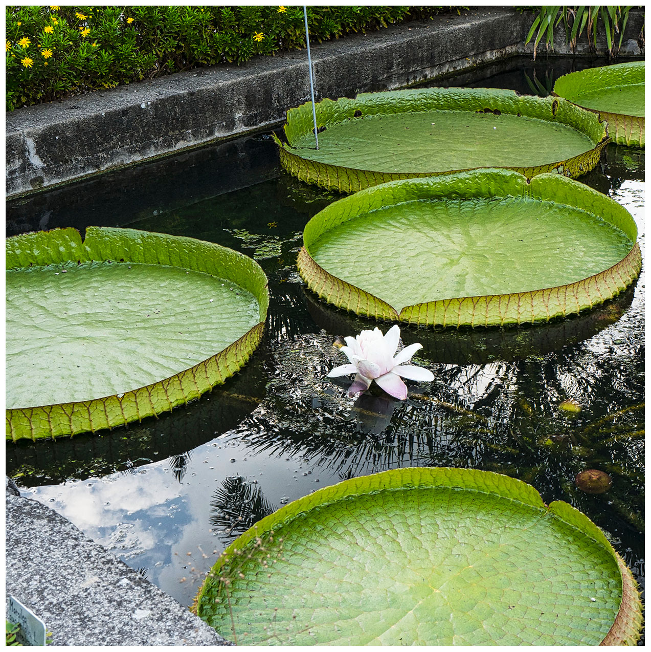 Padova : Orto Botanico...