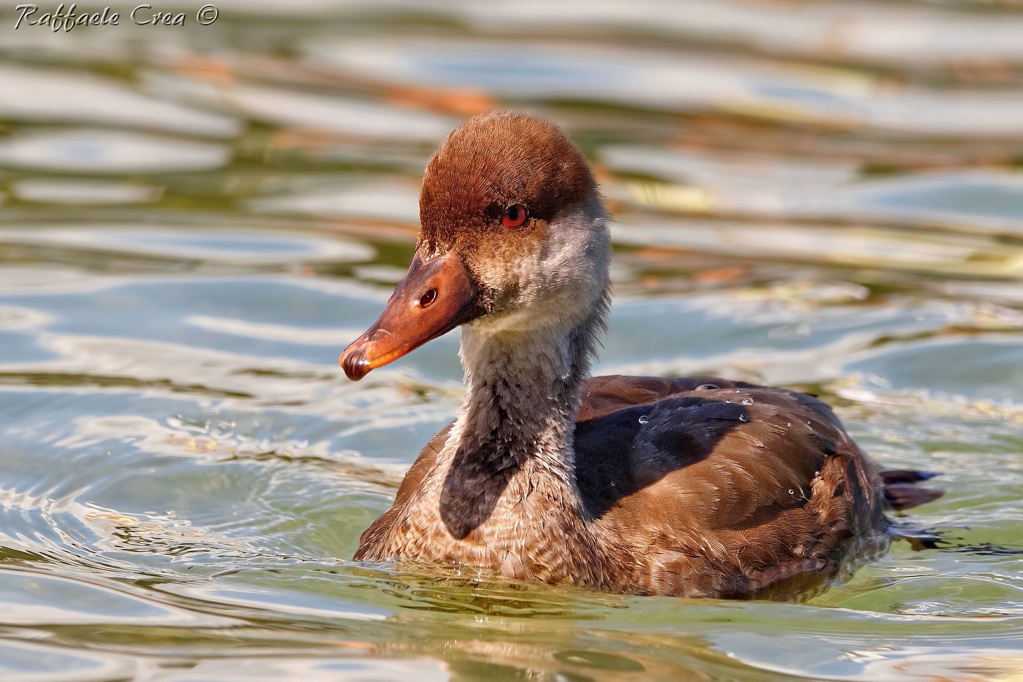 Fistione Turkish female