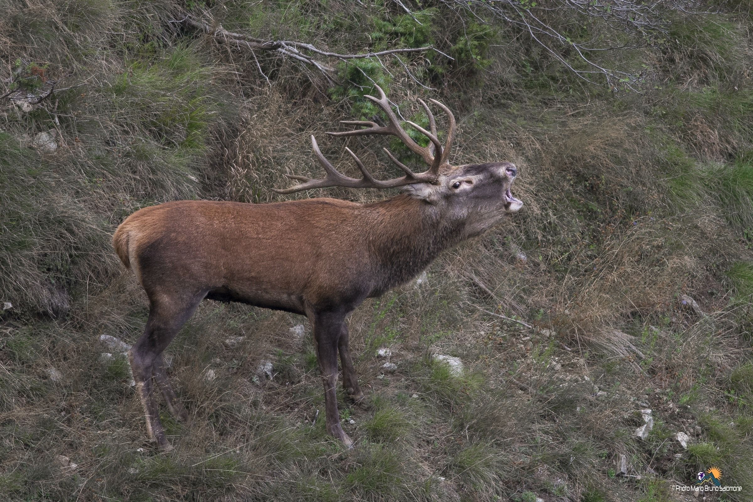 Excitations of the season