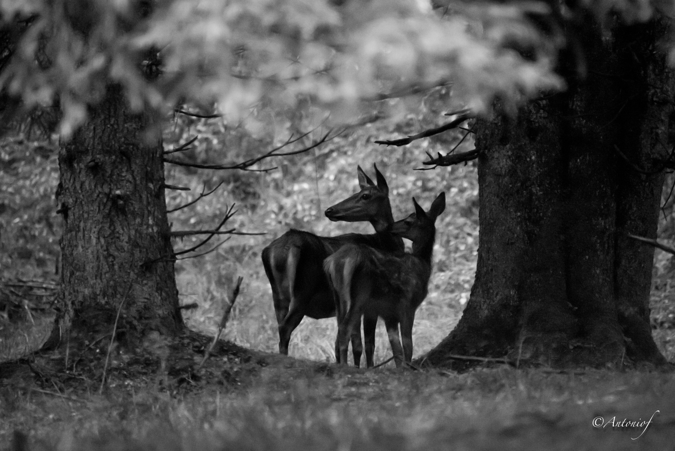 interesting undergrowth ...