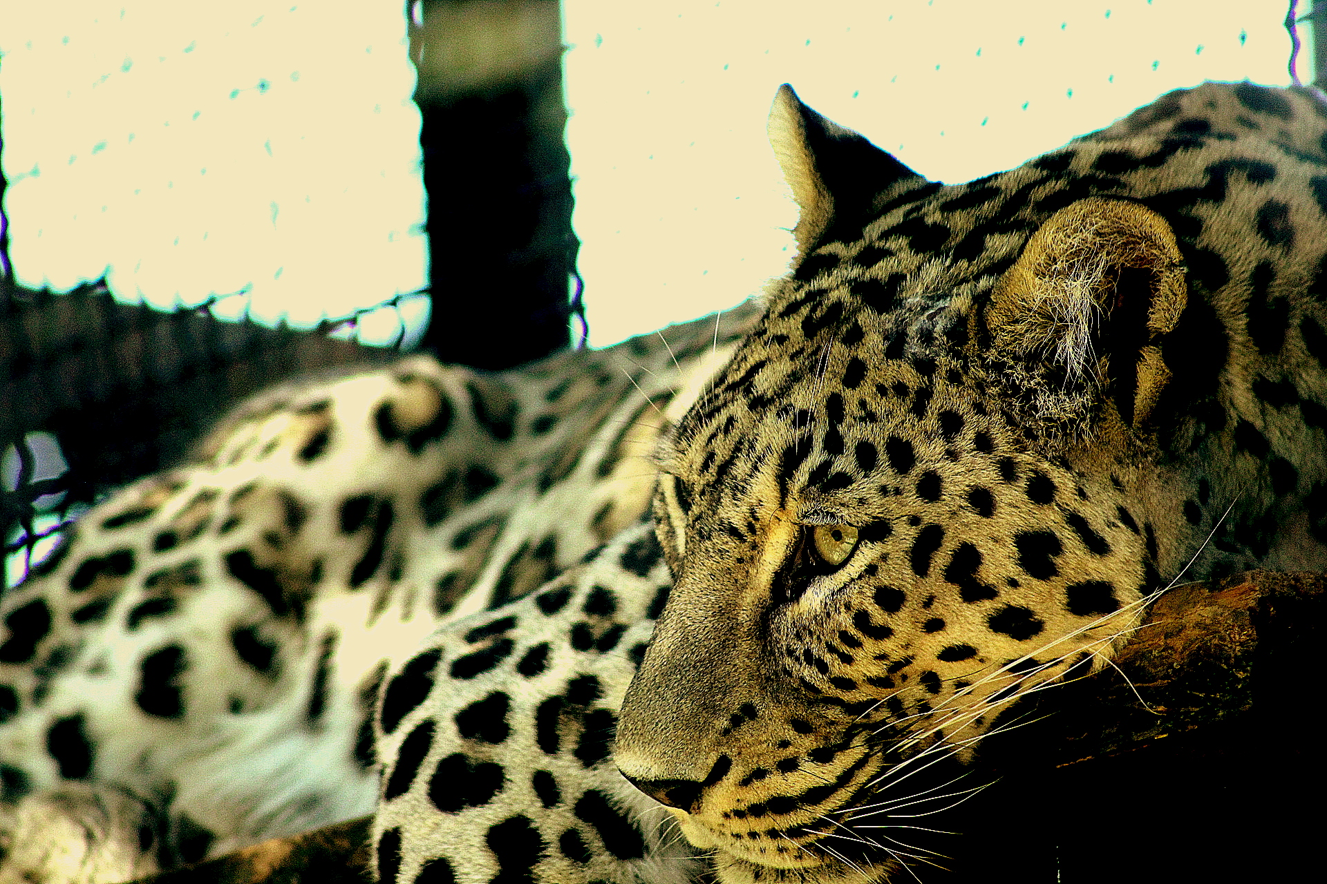 Leopardo Persiano