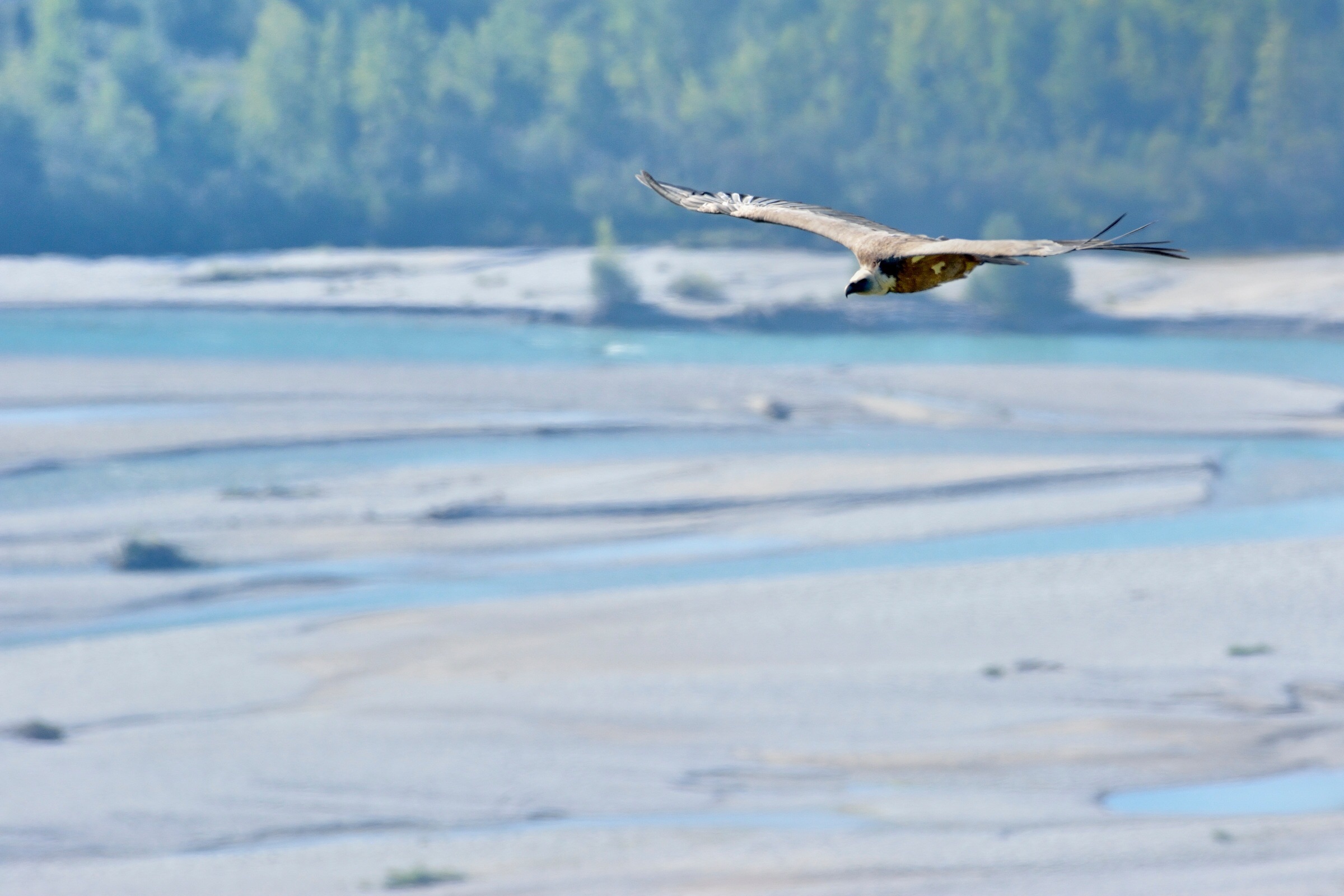 Sopra al Tagliamento...