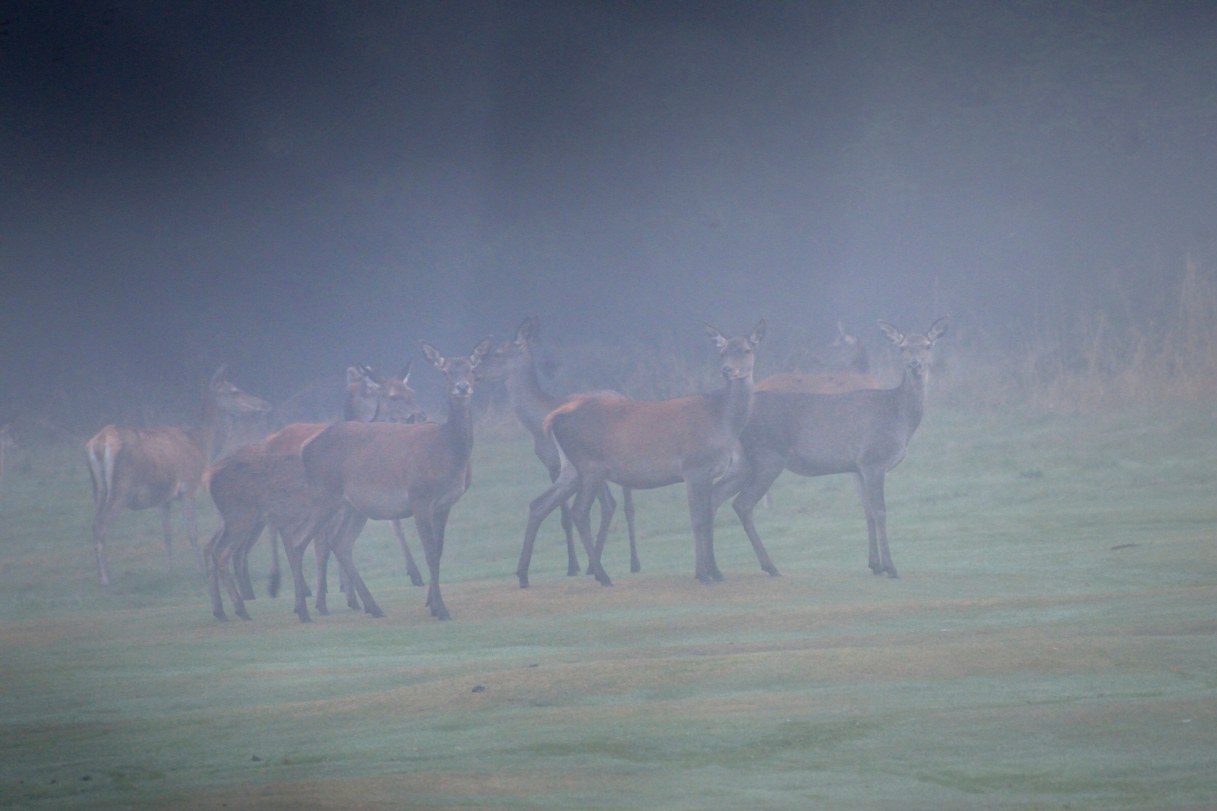 Deer in the fog ...