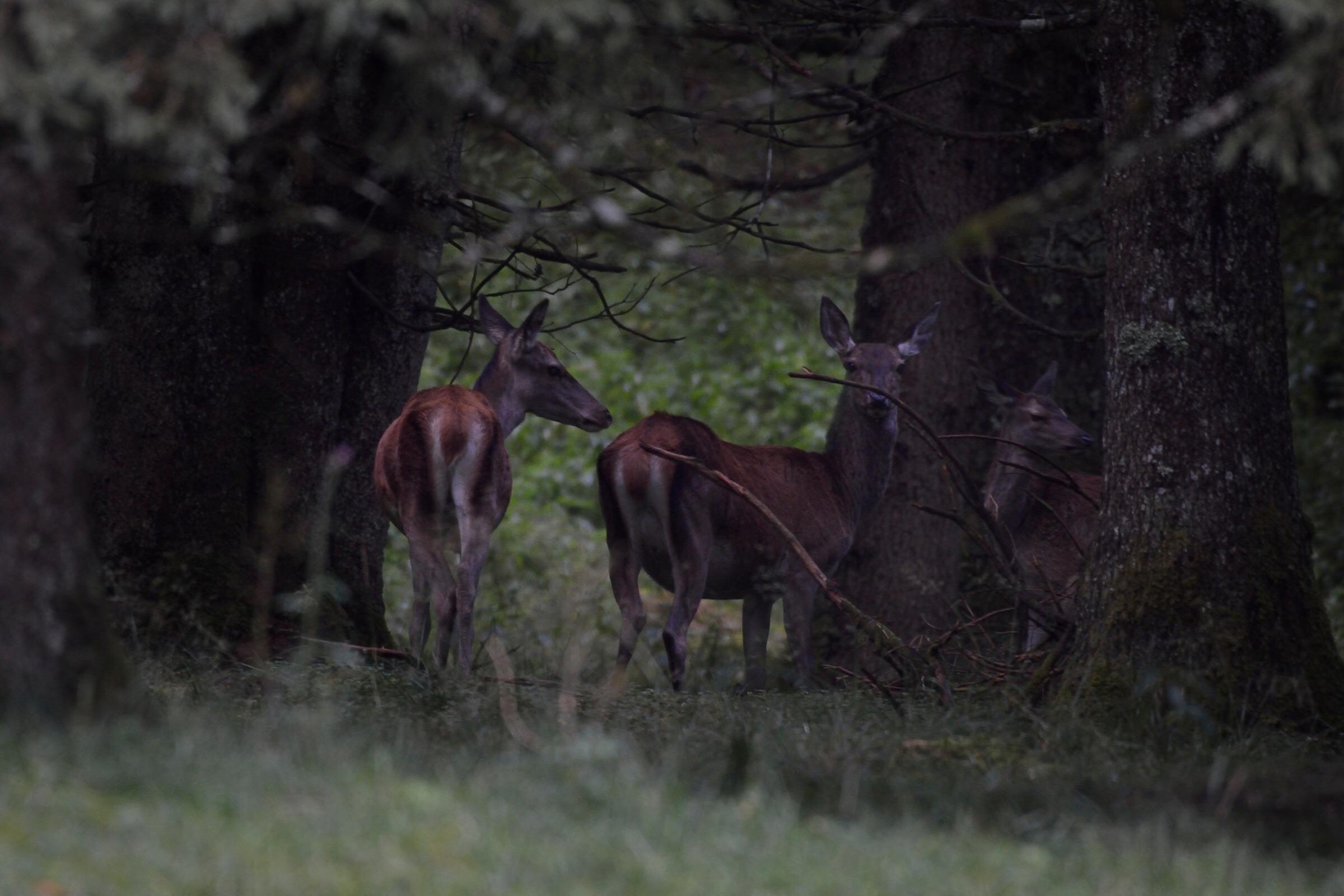 I surprised in the woods ...