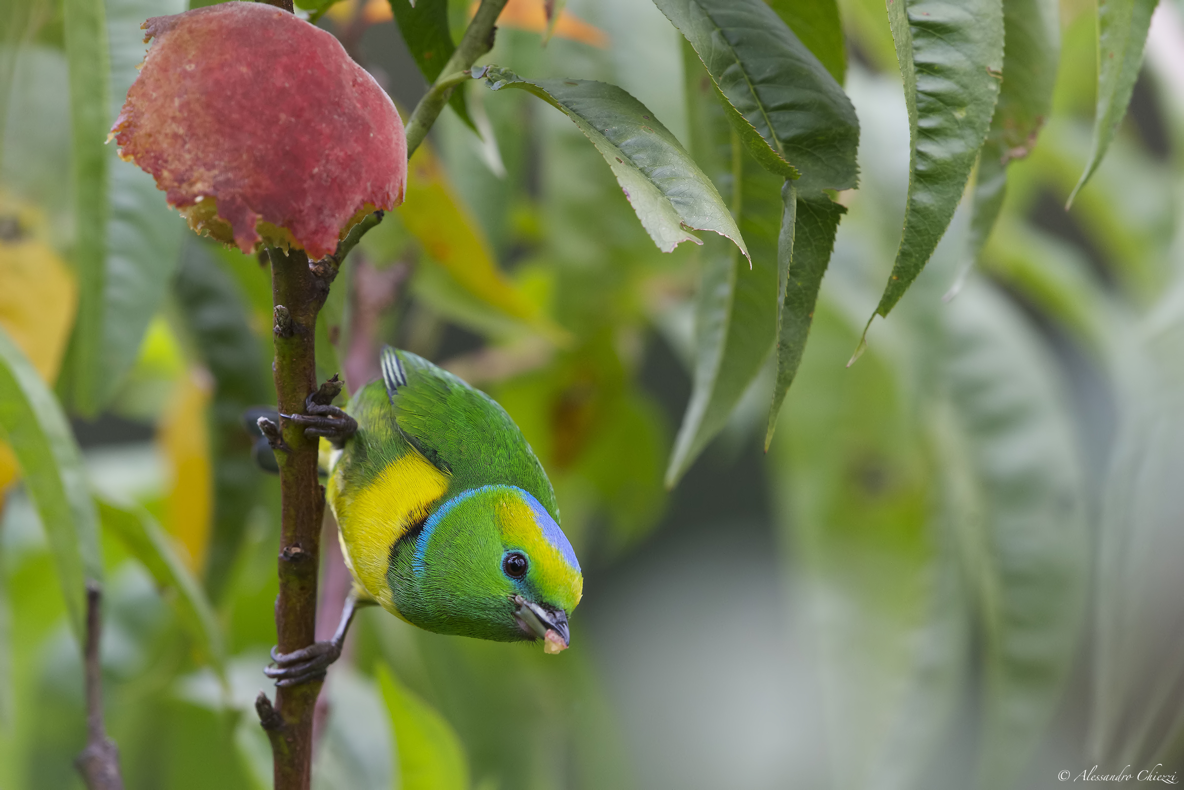 Eufonia verde dai sopraccigli dorati