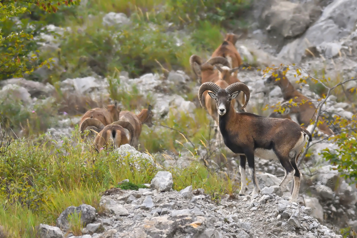 Mufloni (Ovis musimon)