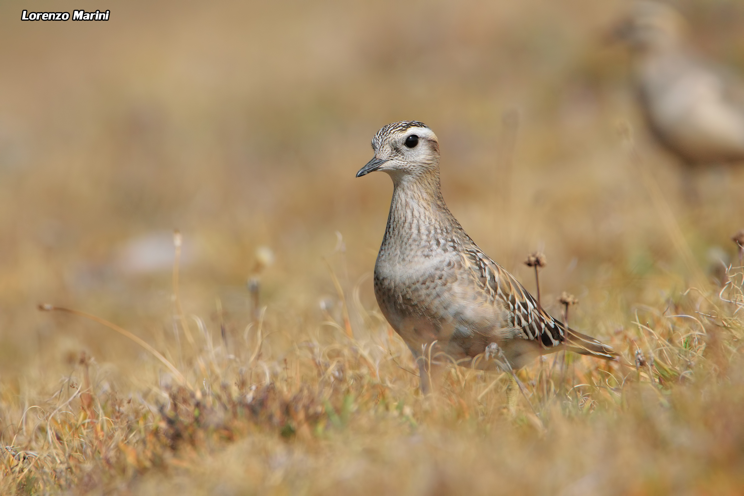 dotterel
