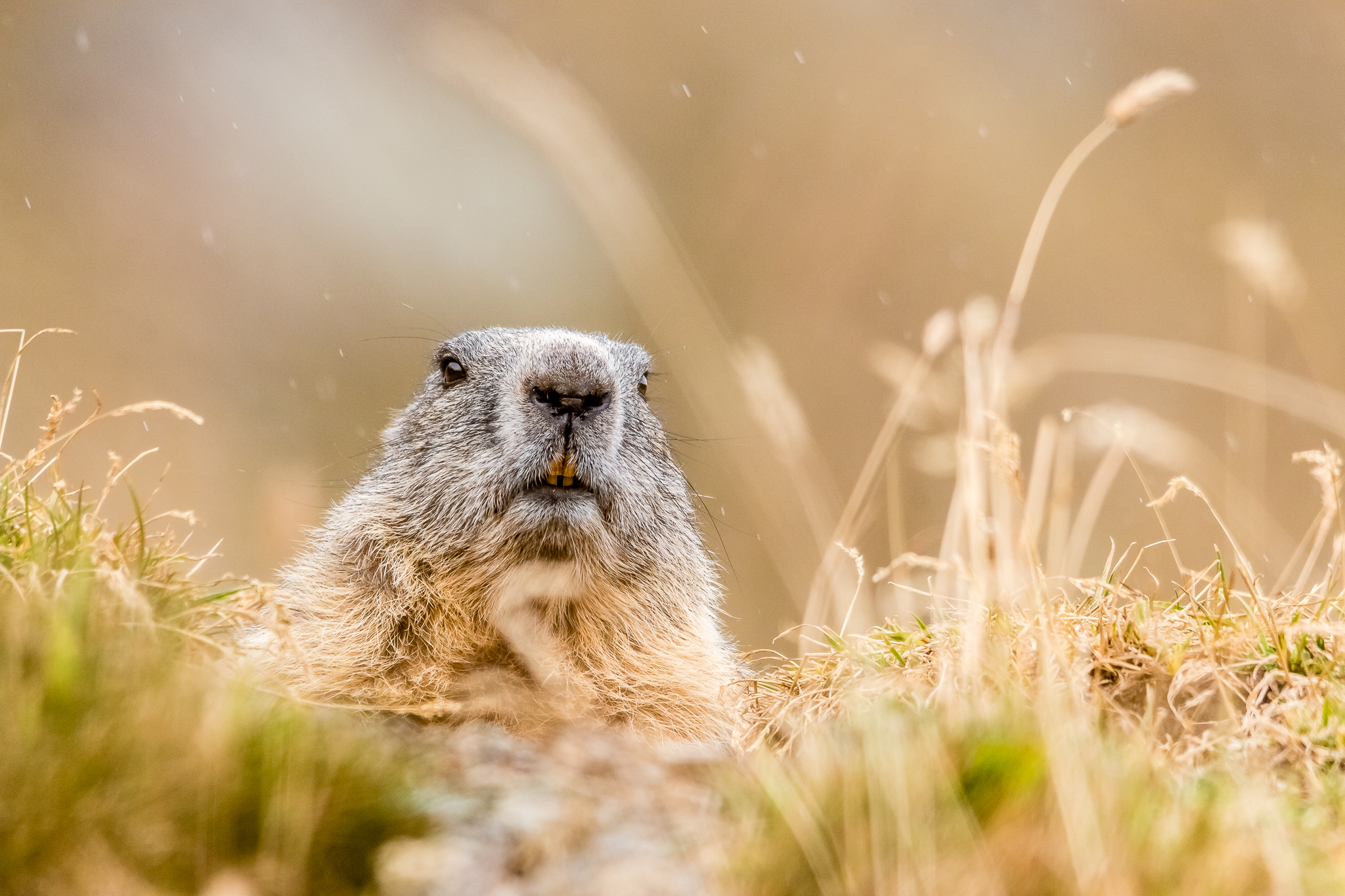 Marmot