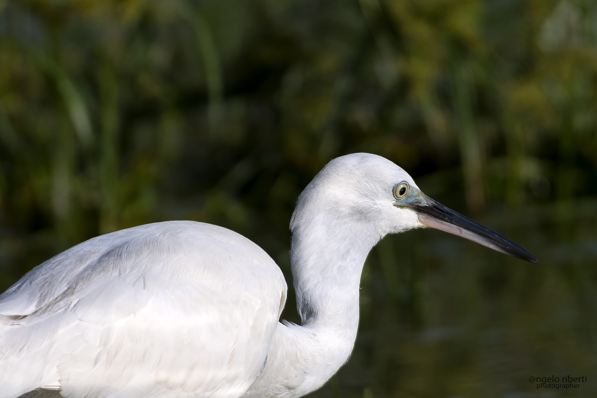 Journal particular ....