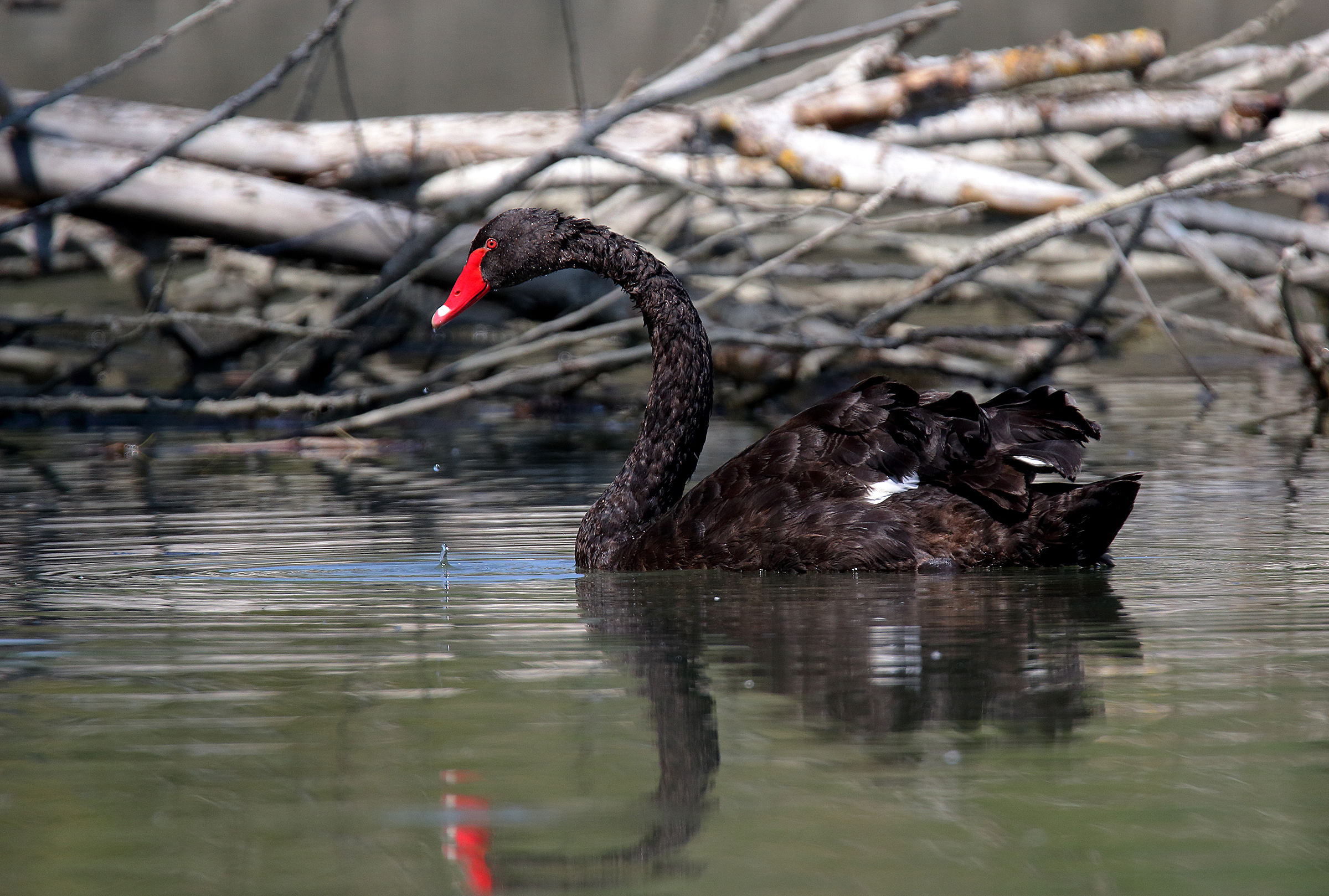 black Swan